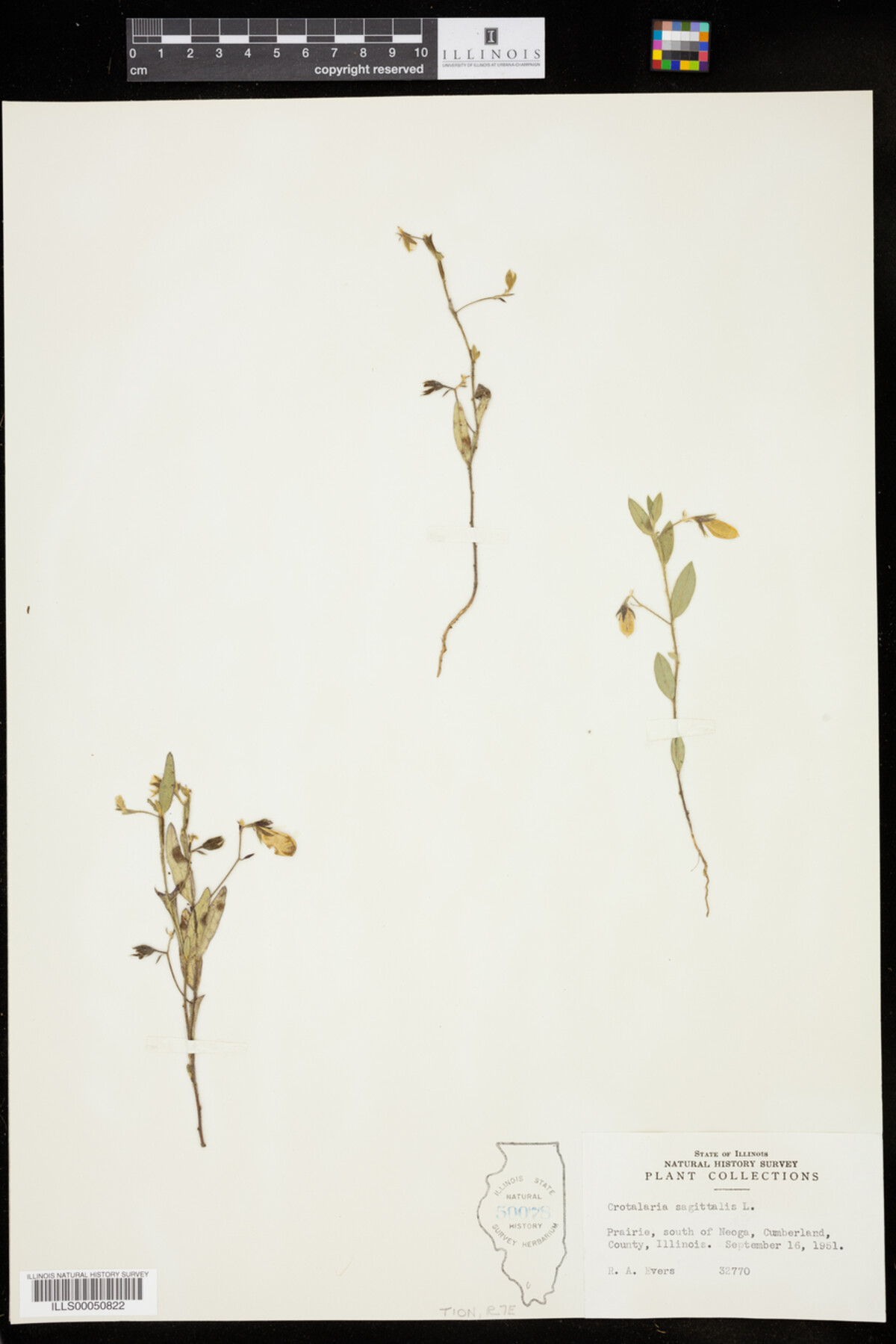 Crotalaria sagittalis image