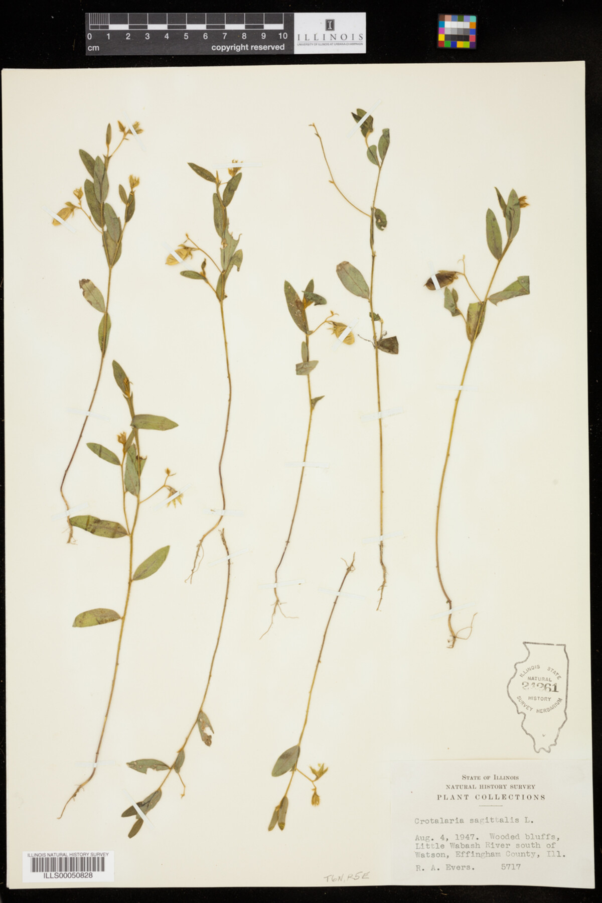 Crotalaria sagittalis image