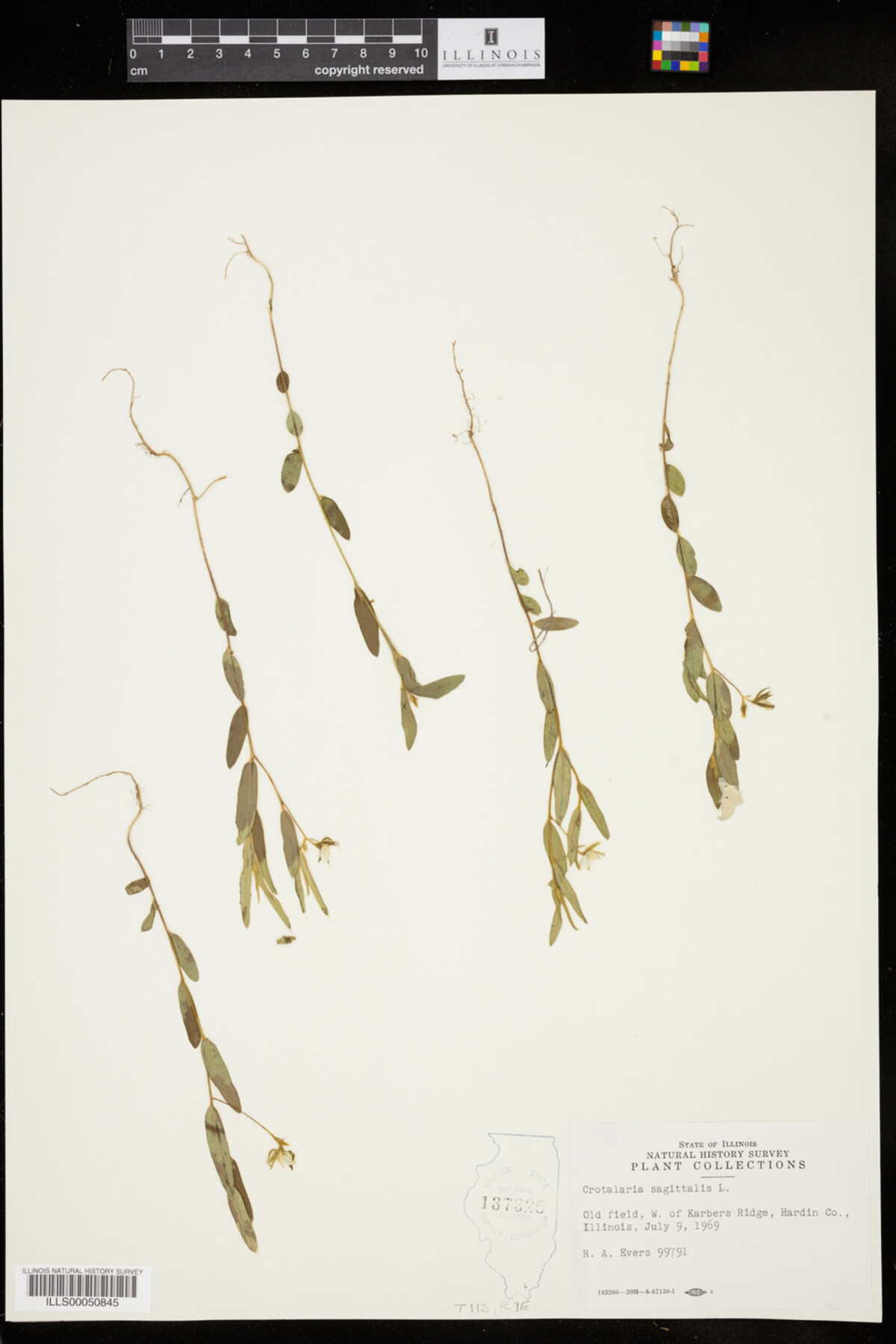 Crotalaria sagittalis image