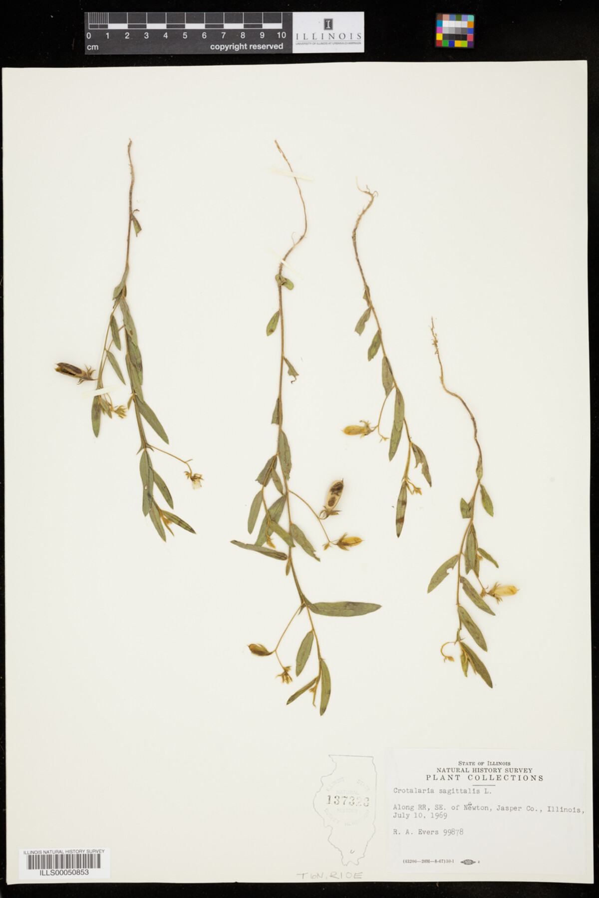 Crotalaria sagittalis image