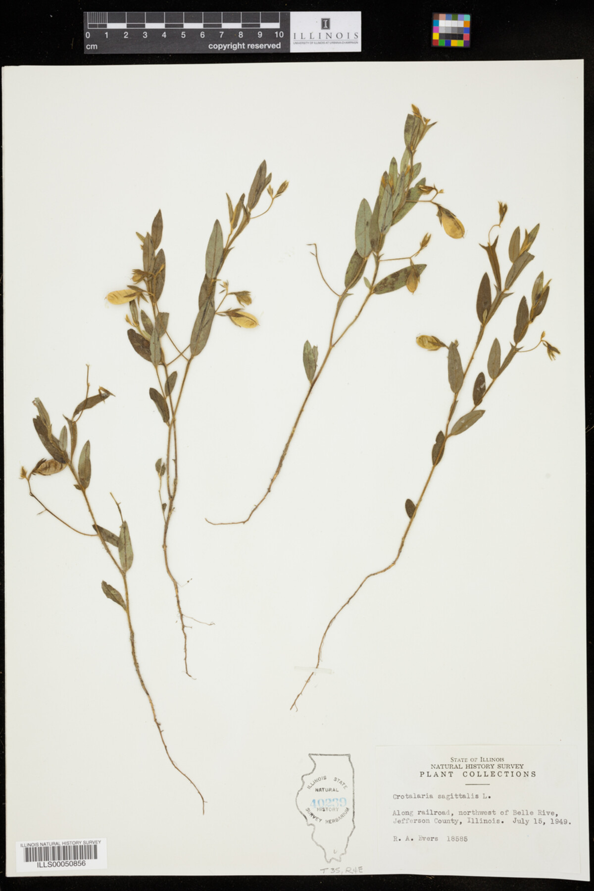 Crotalaria sagittalis image