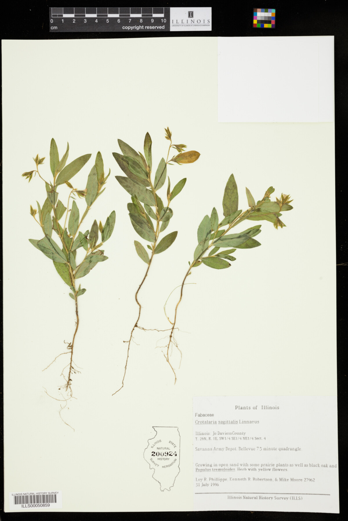 Crotalaria sagittalis image