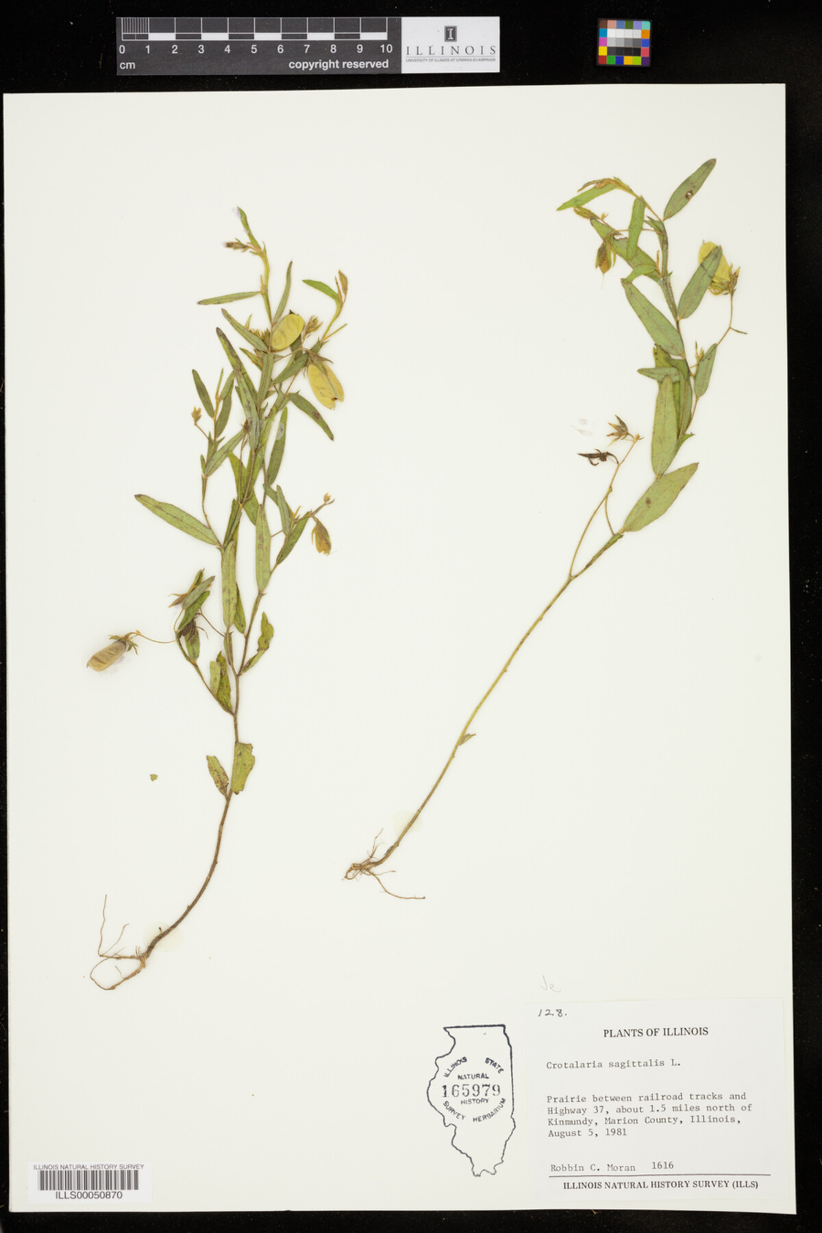 Crotalaria sagittalis image