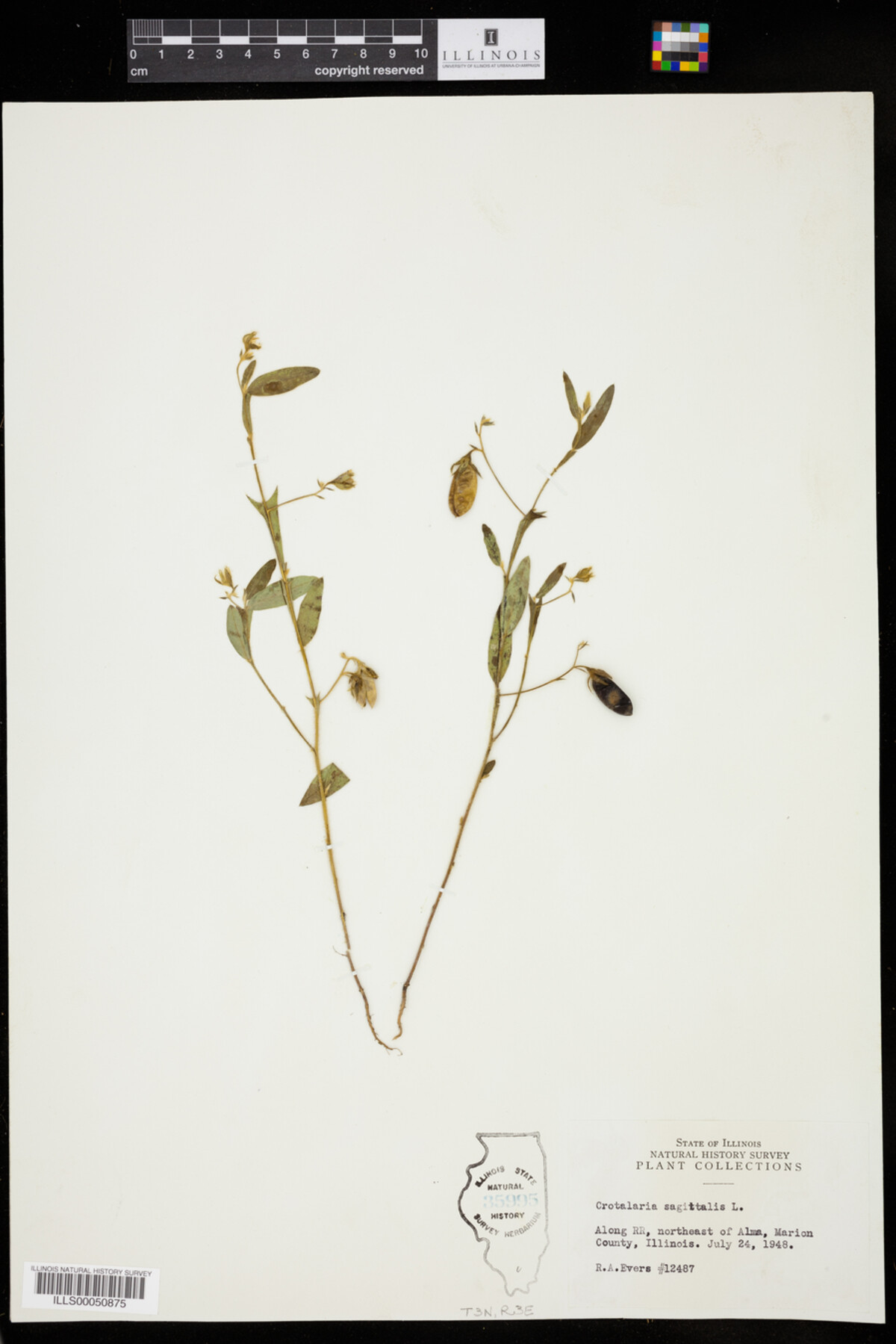 Crotalaria sagittalis image