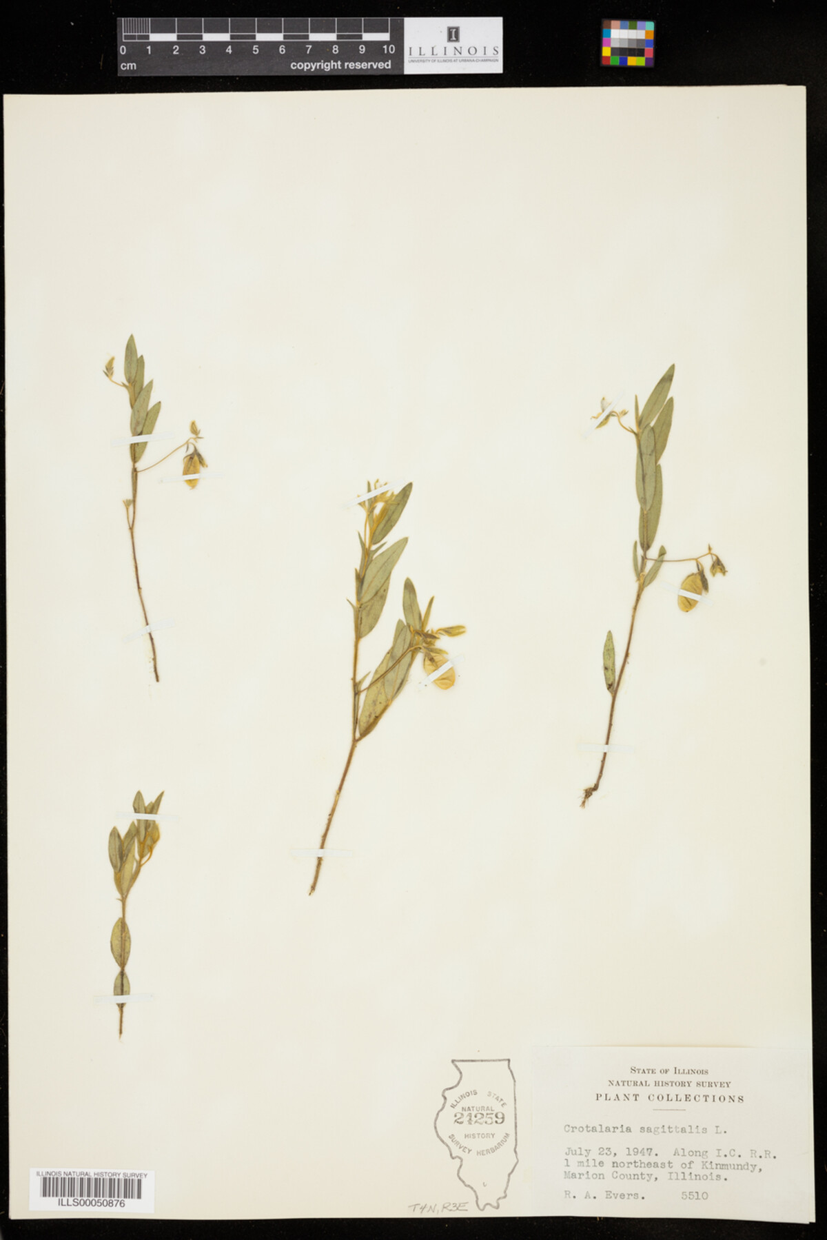 Crotalaria sagittalis image