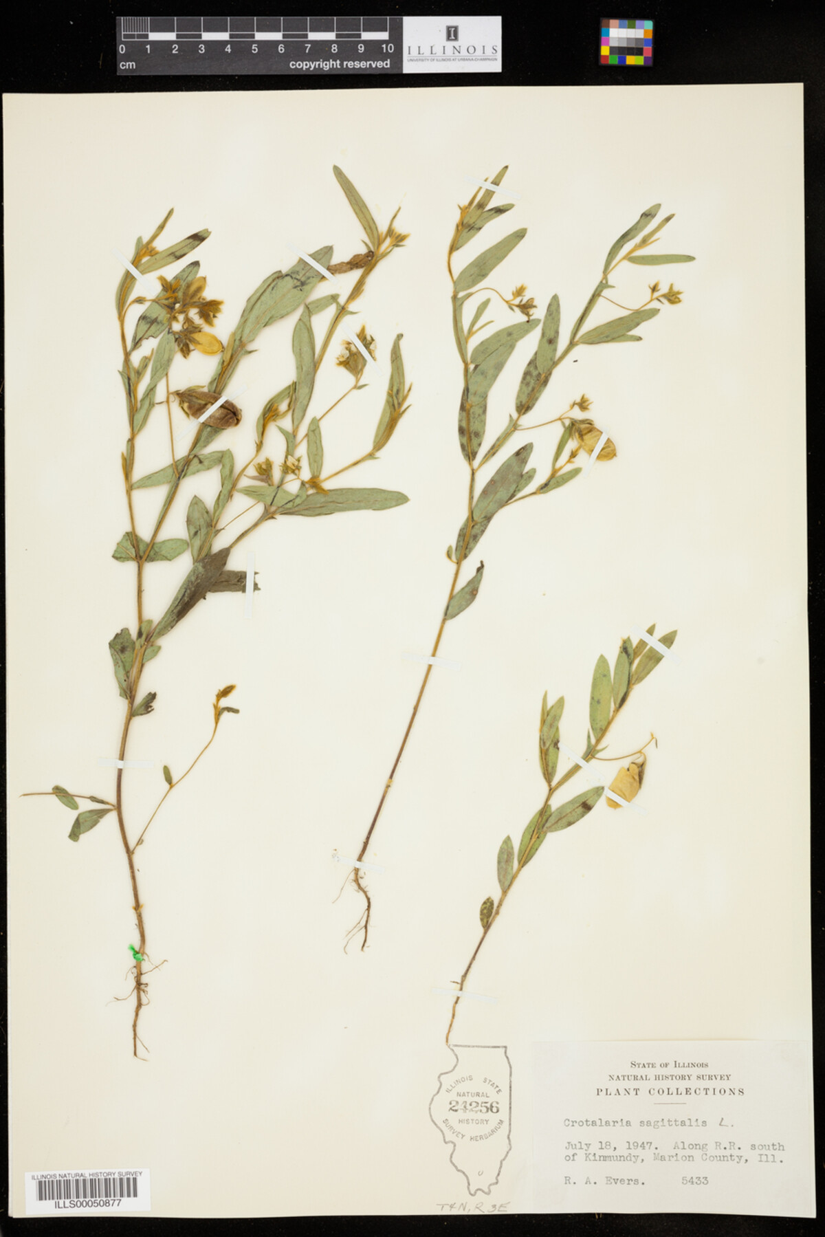 Crotalaria sagittalis image