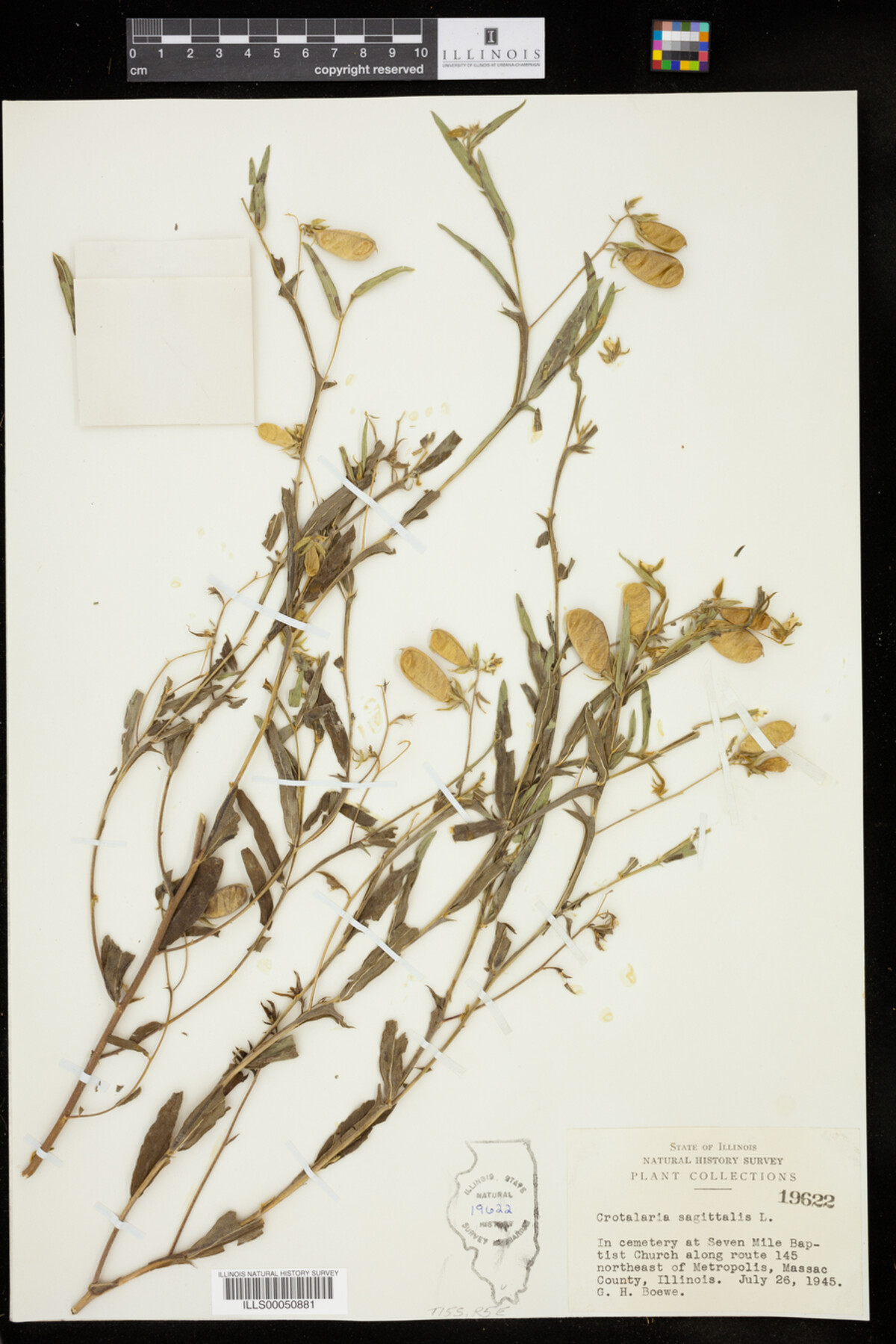 Crotalaria sagittalis image