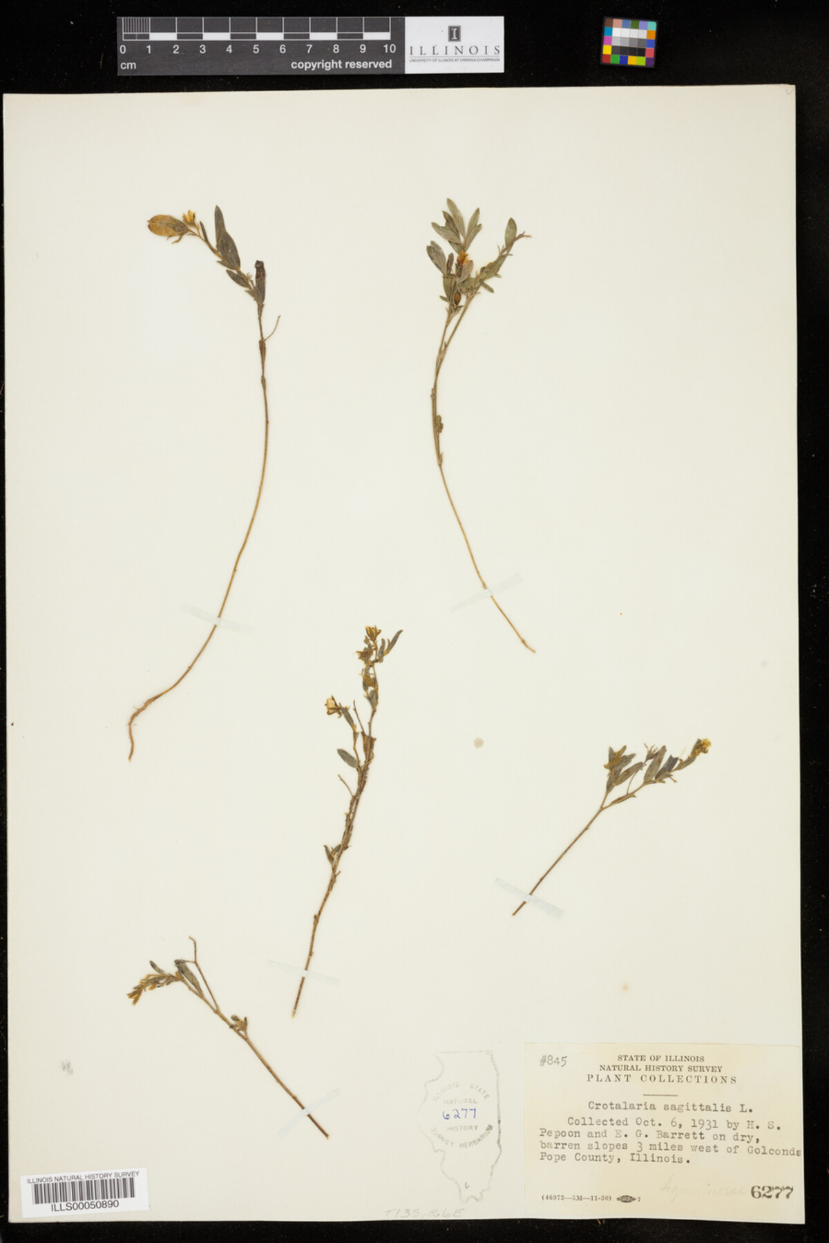 Crotalaria sagittalis image