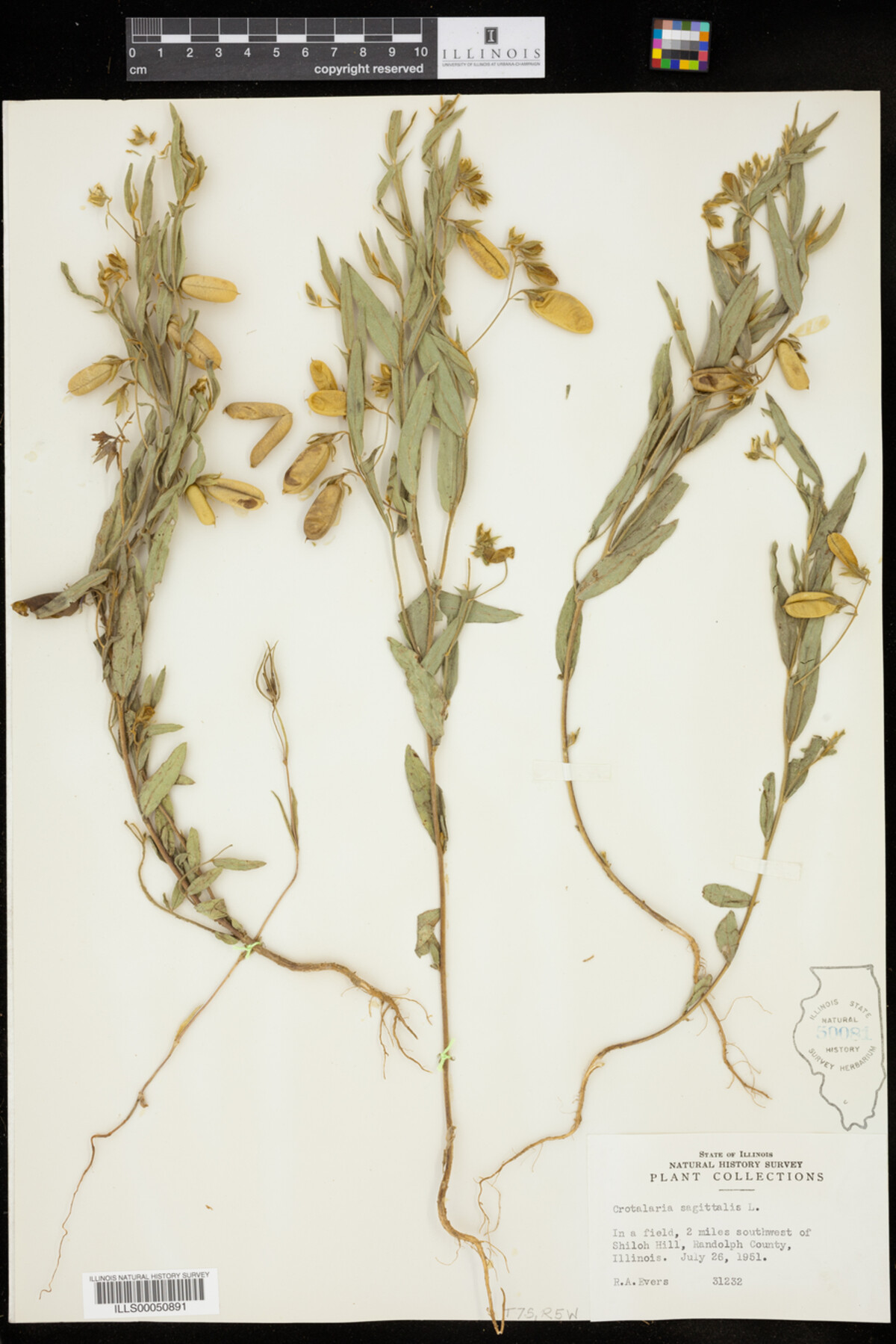 Crotalaria sagittalis image