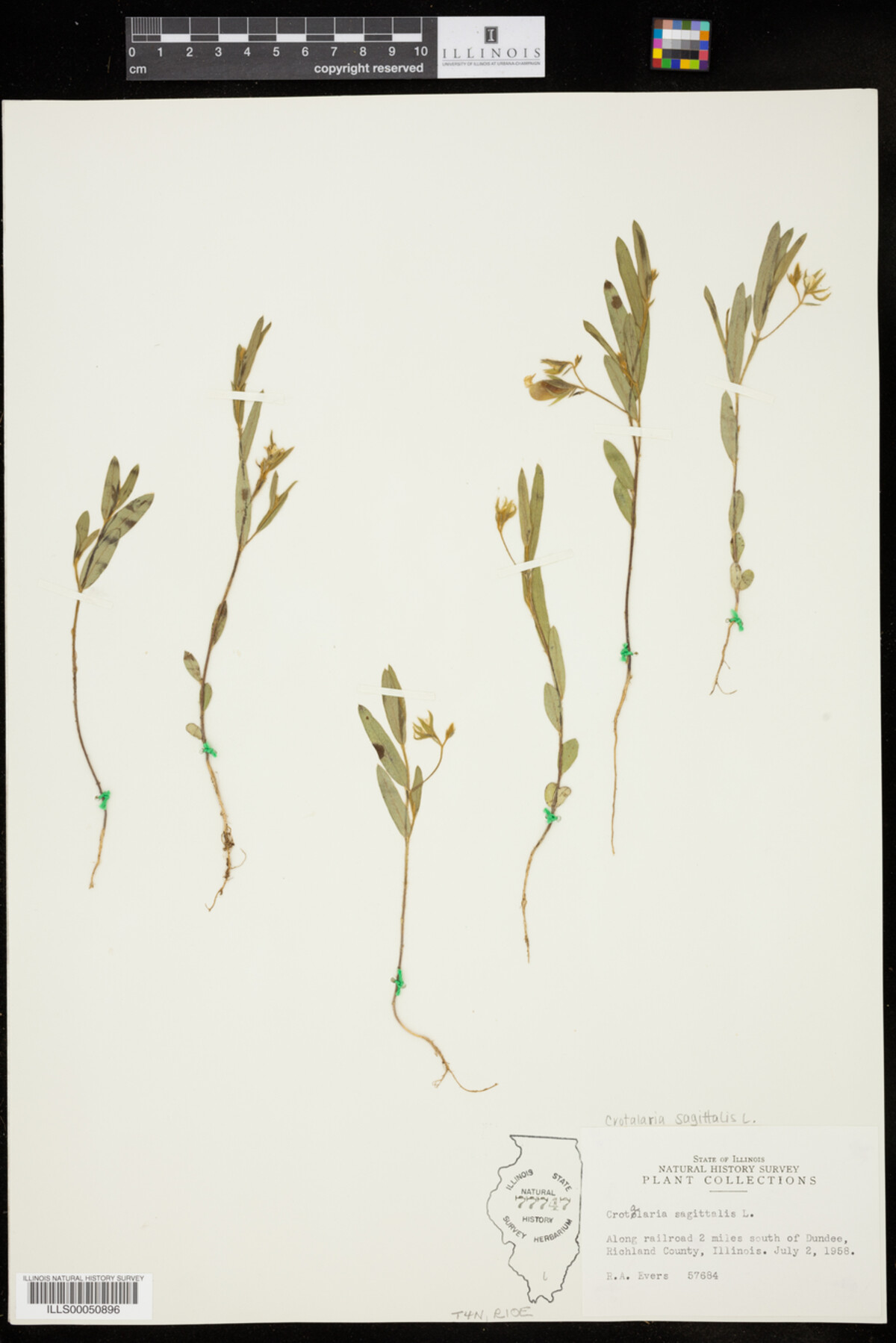 Crotalaria sagittalis image