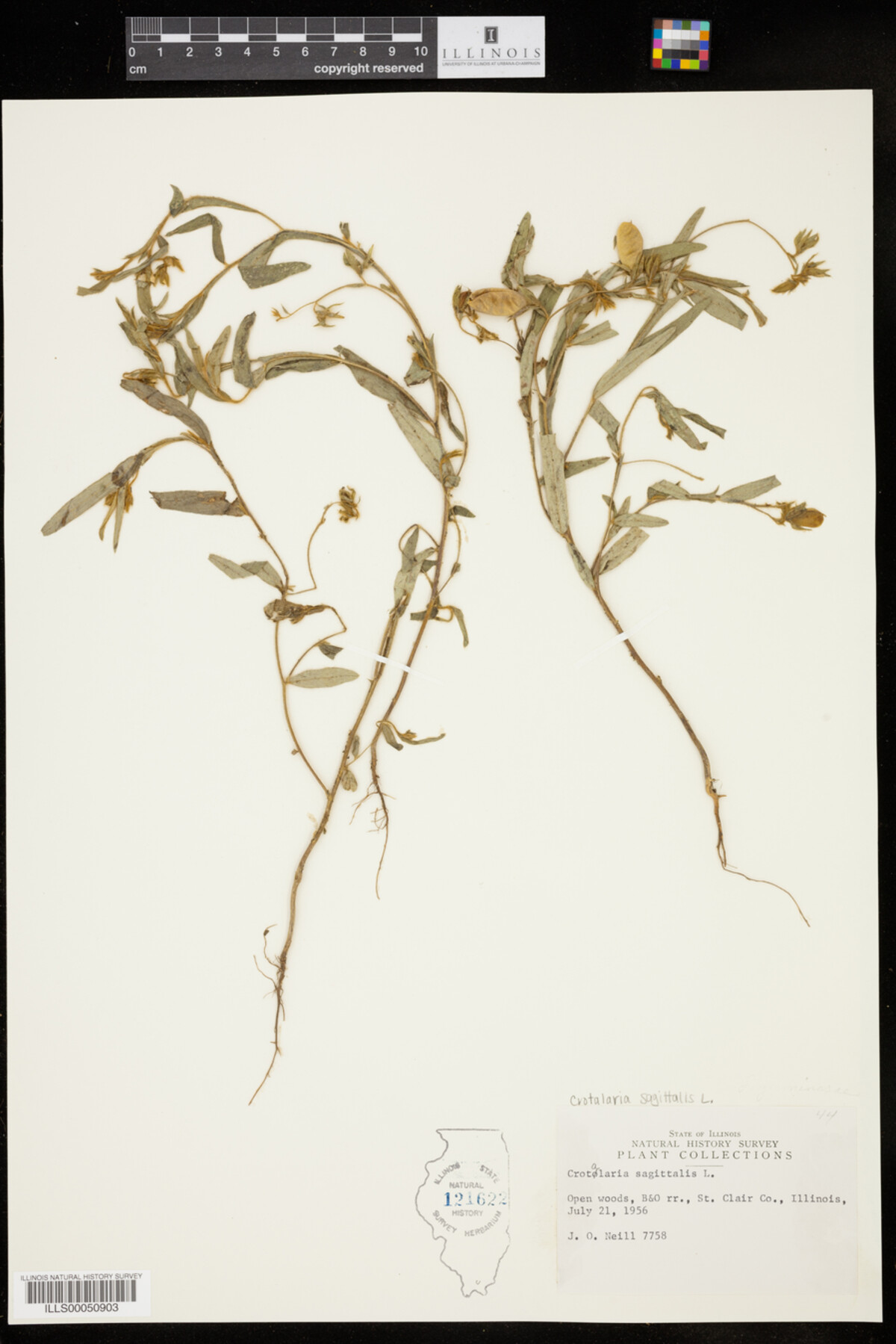 Crotalaria sagittalis image