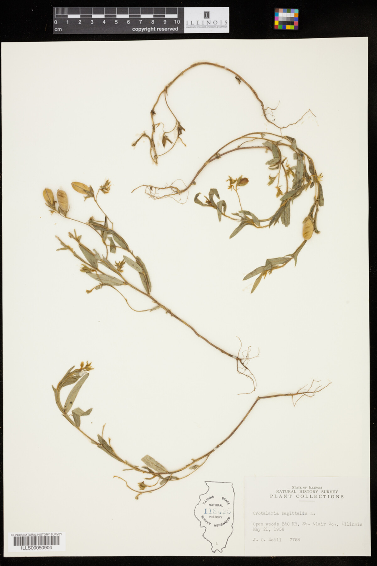 Crotalaria sagittalis image