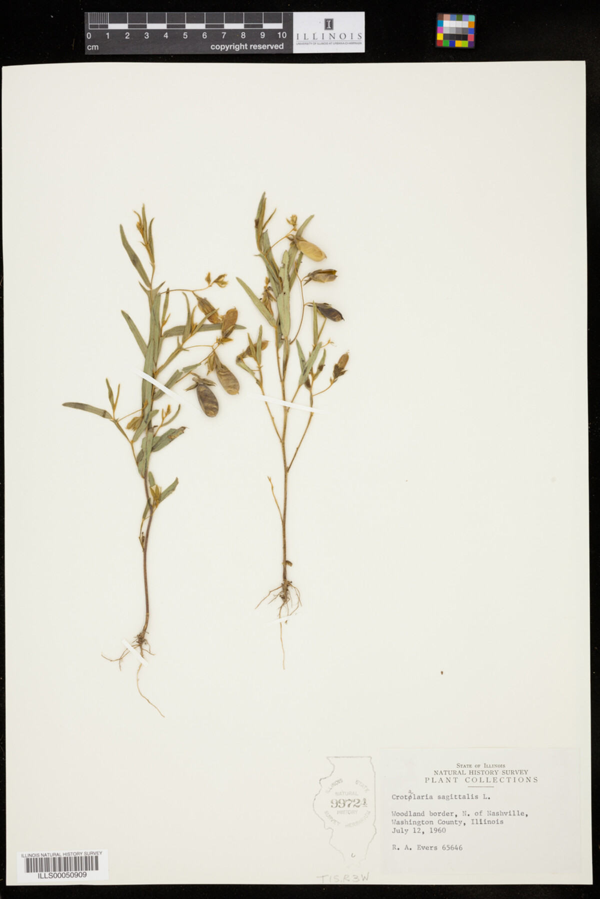 Crotalaria image