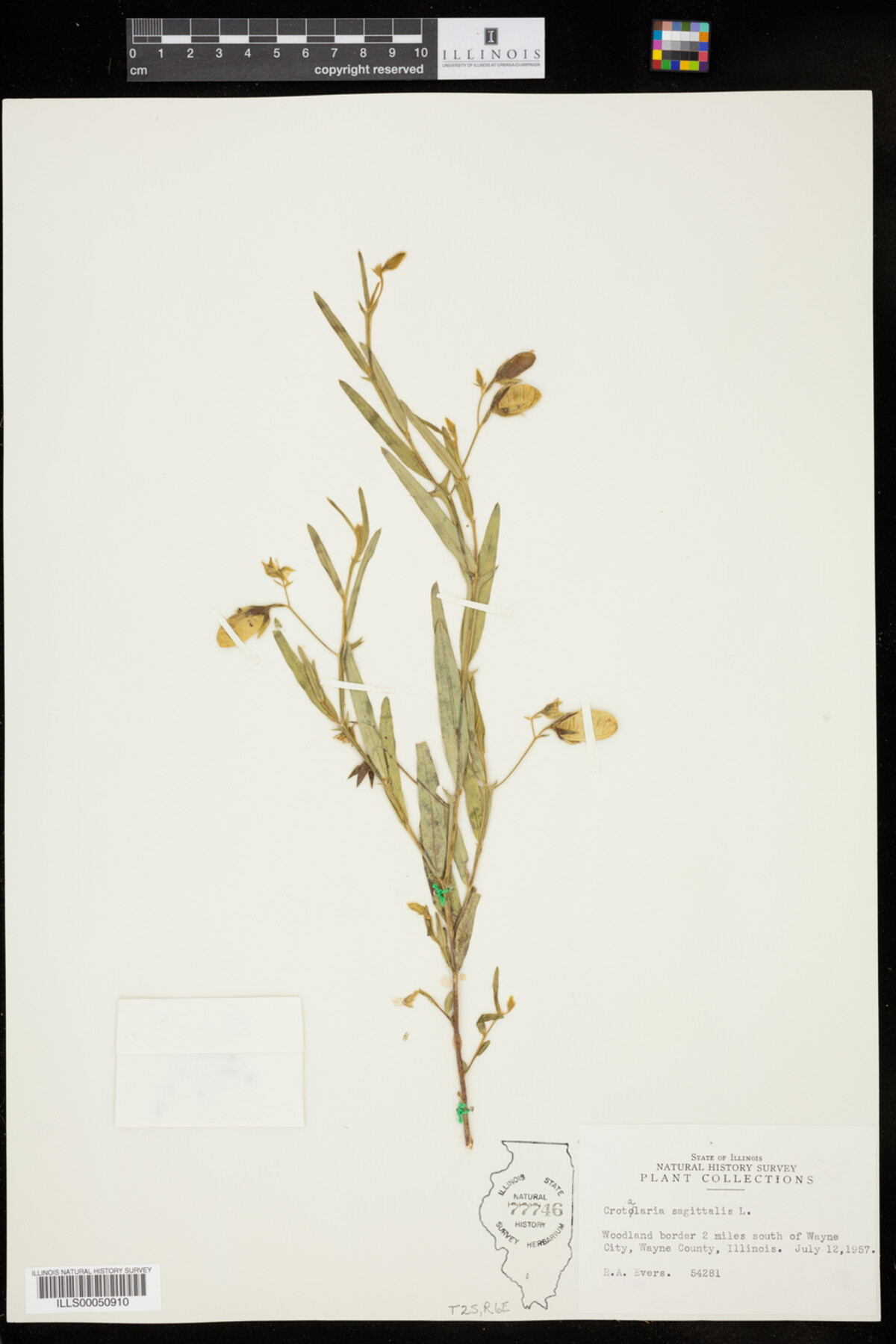 Crotalaria sagittalis image