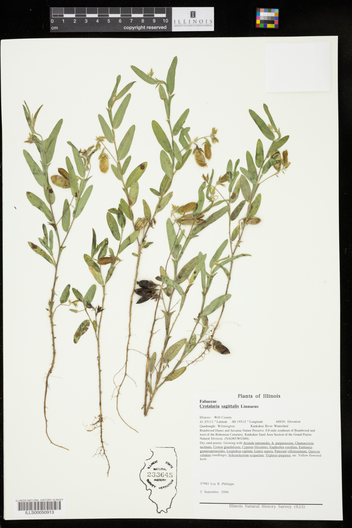 Crotalaria sagittalis image