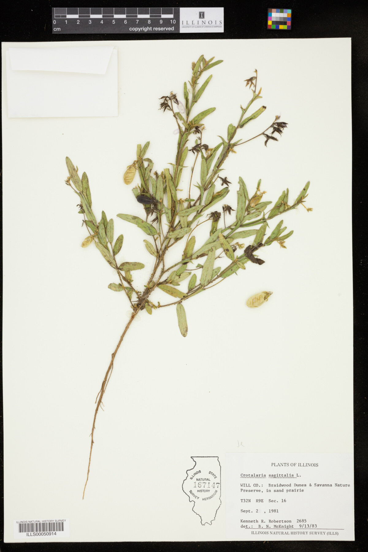 Crotalaria sagittalis image