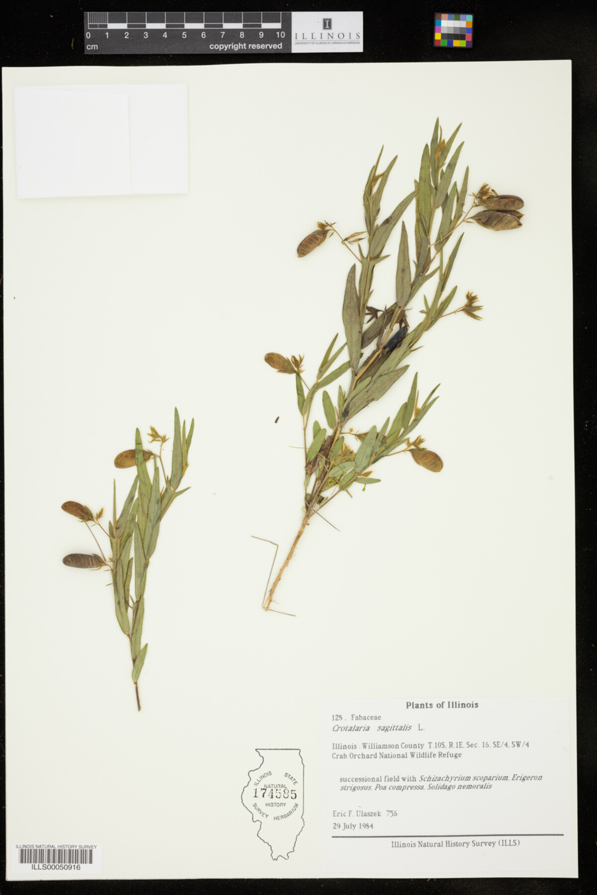 Crotalaria sagittalis image