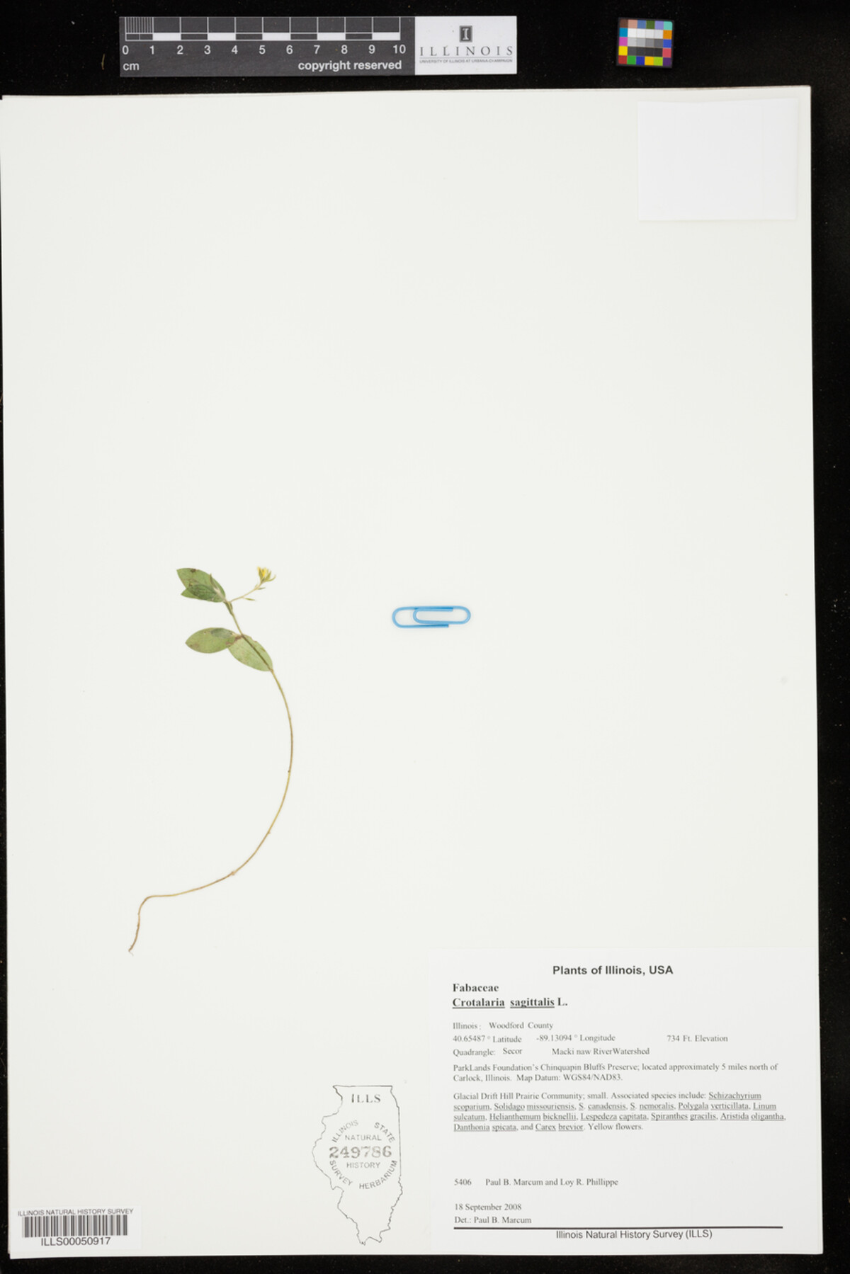Crotalaria sagittalis image