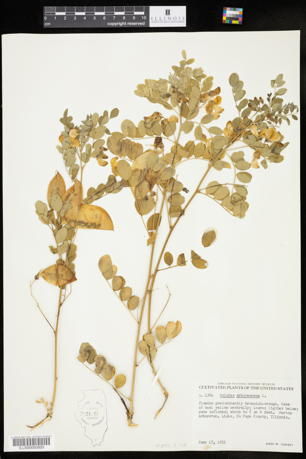 Colutea arborescens image