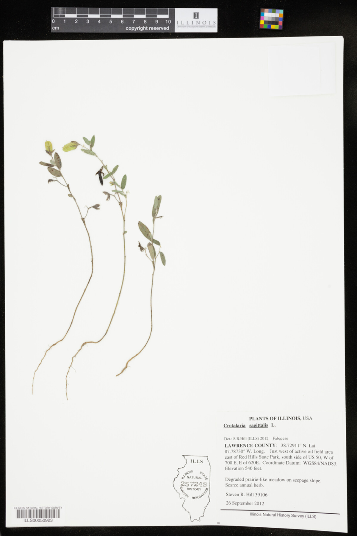 Crotalaria sagittalis image