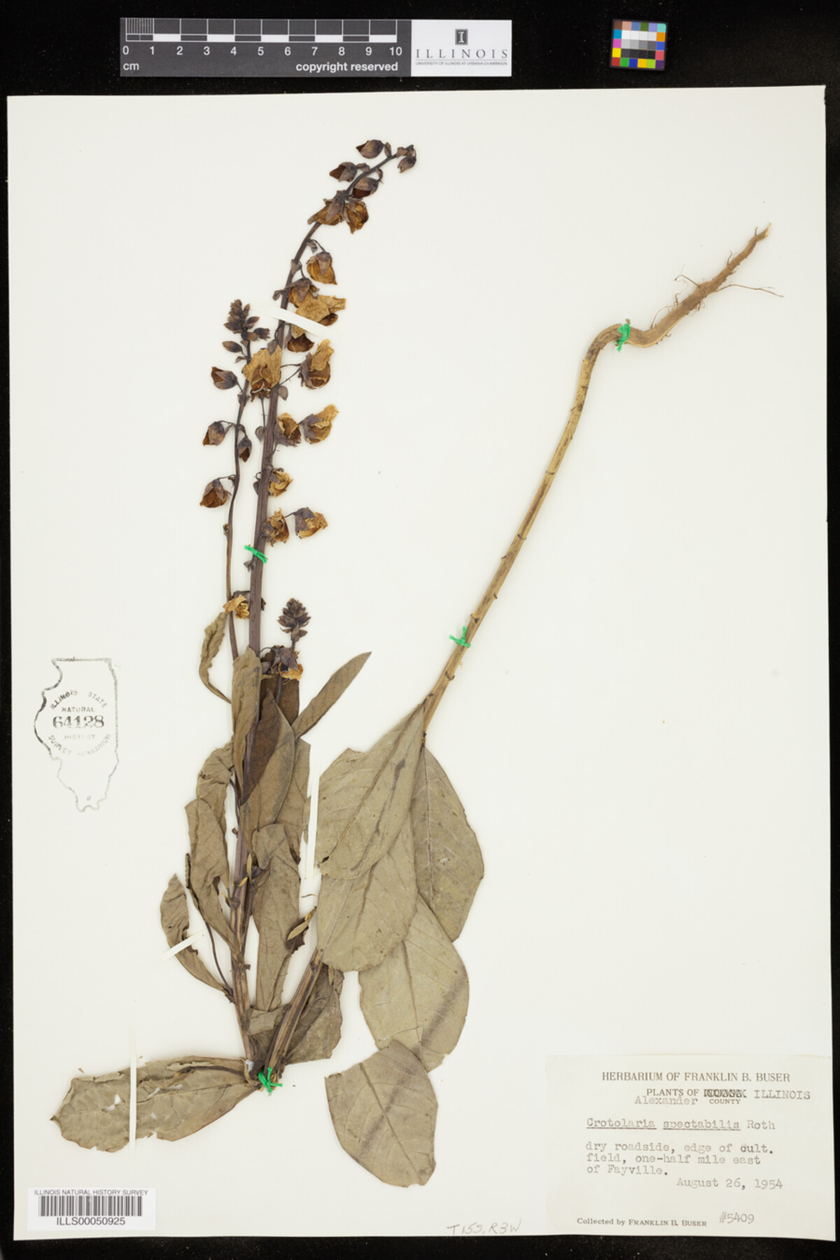 Crotalaria spectabilis image