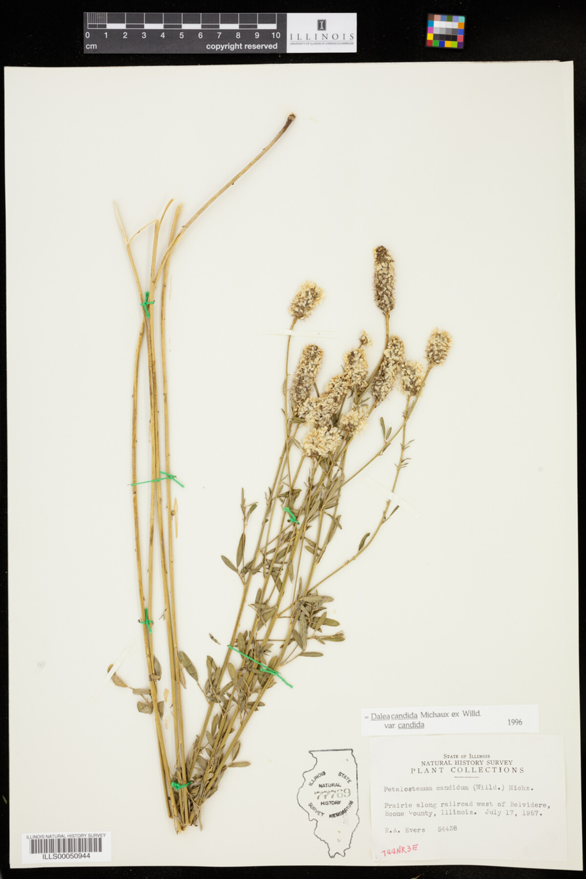 Dalea candida image