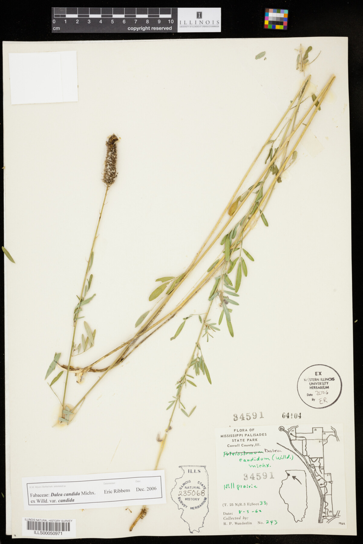 Dalea candida image