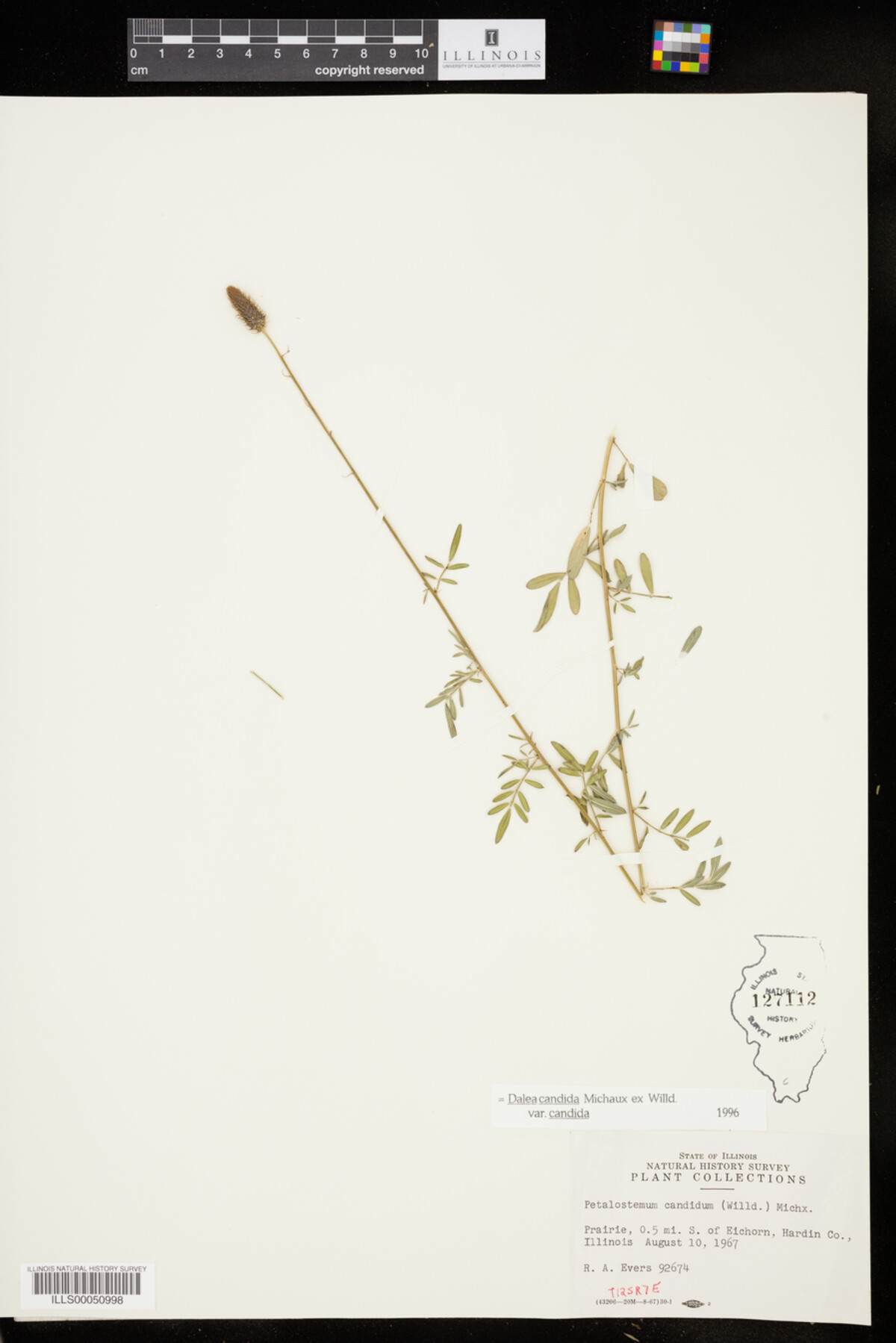 Dalea candida var. candida image