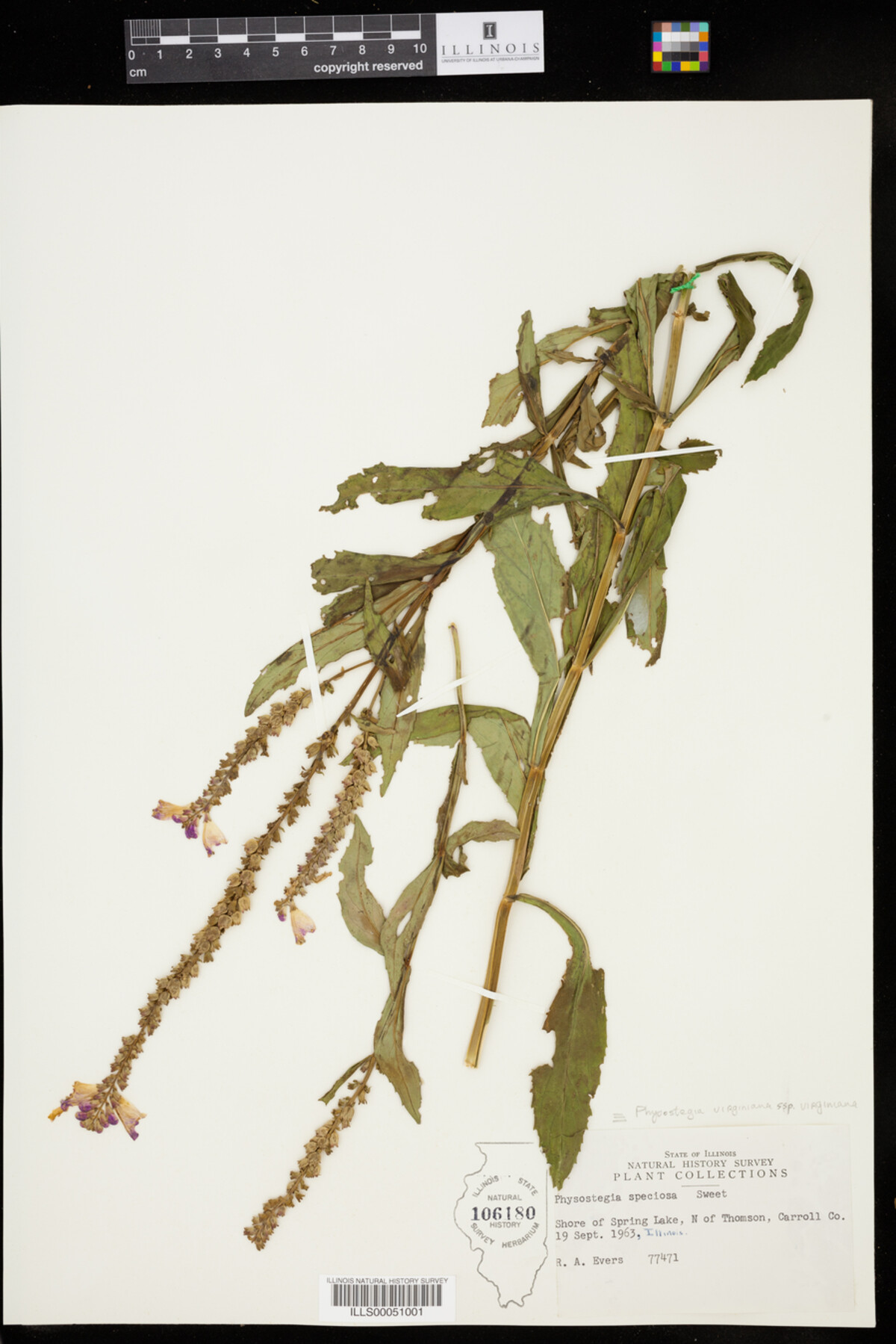 Physostegia image