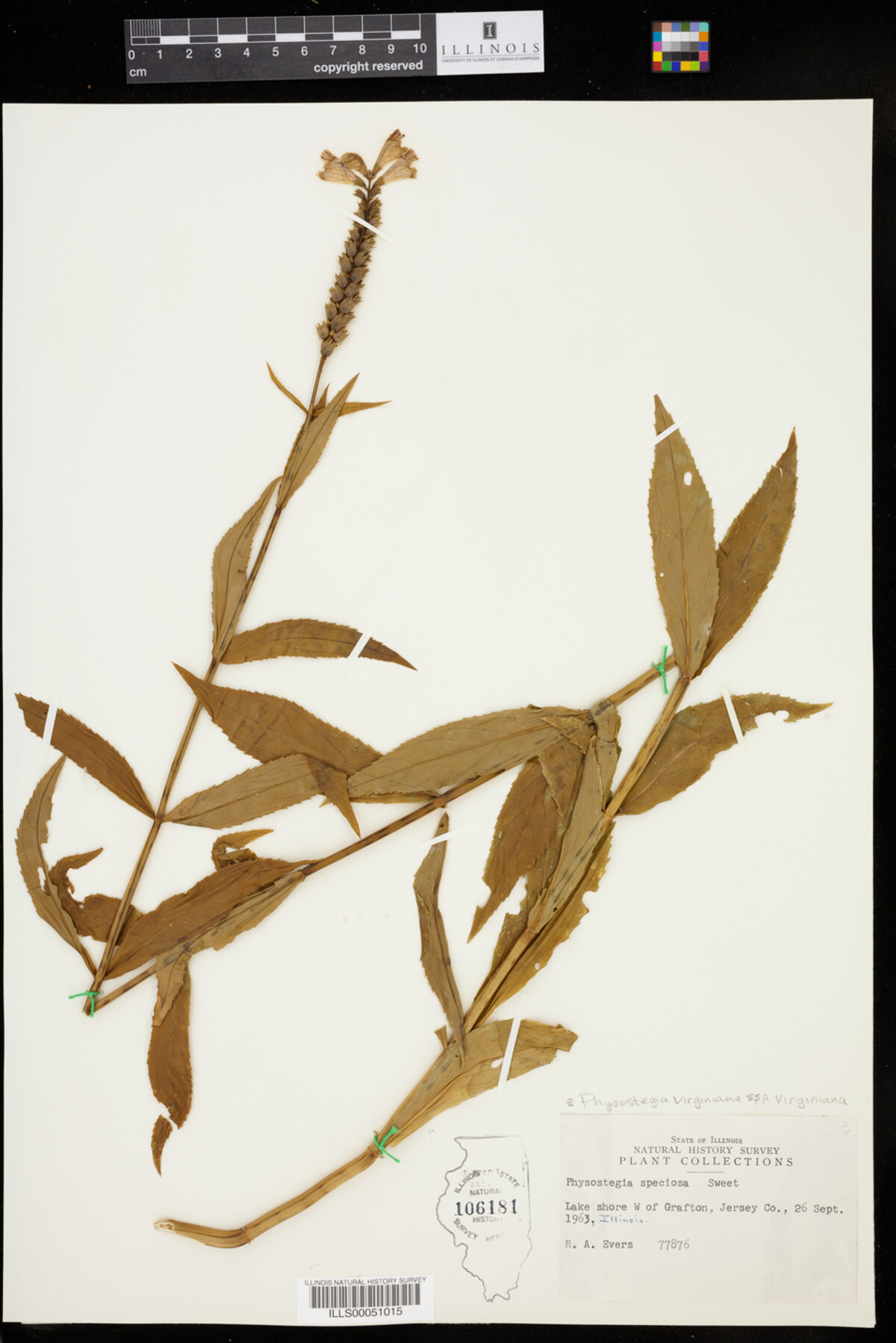 Physostegia virginiana ssp. virginiana image