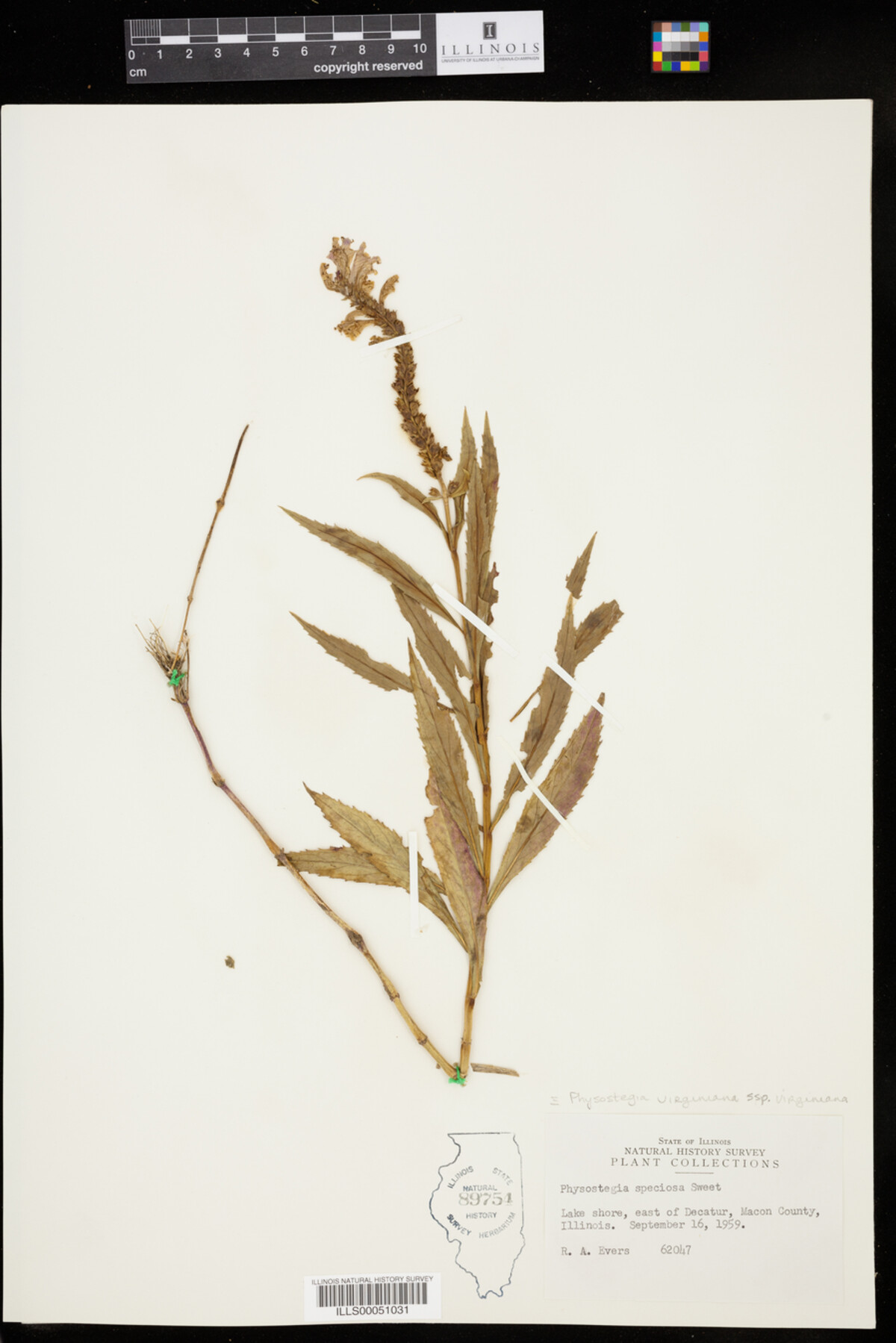 Physostegia virginiana ssp. virginiana image