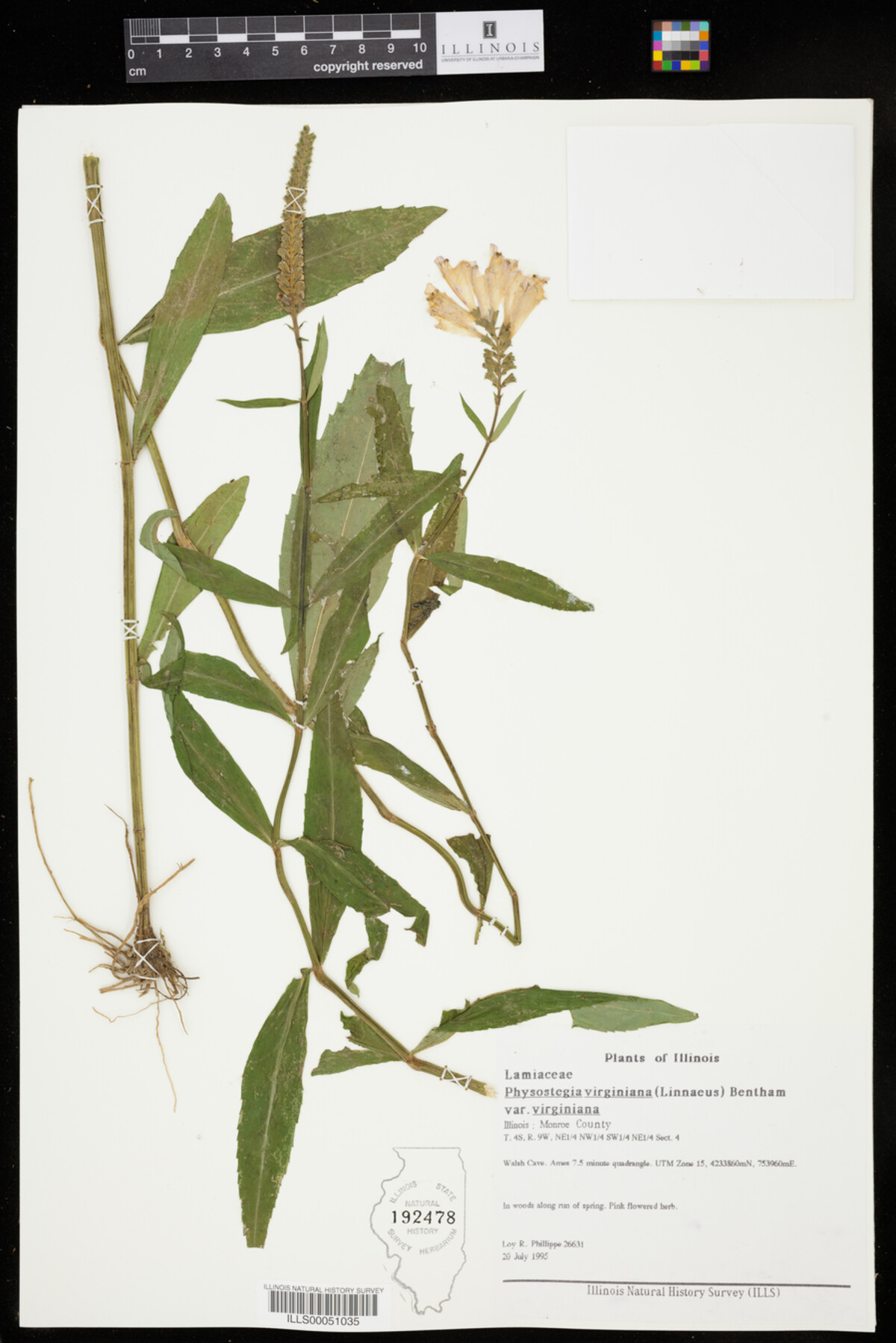 Physostegia image
