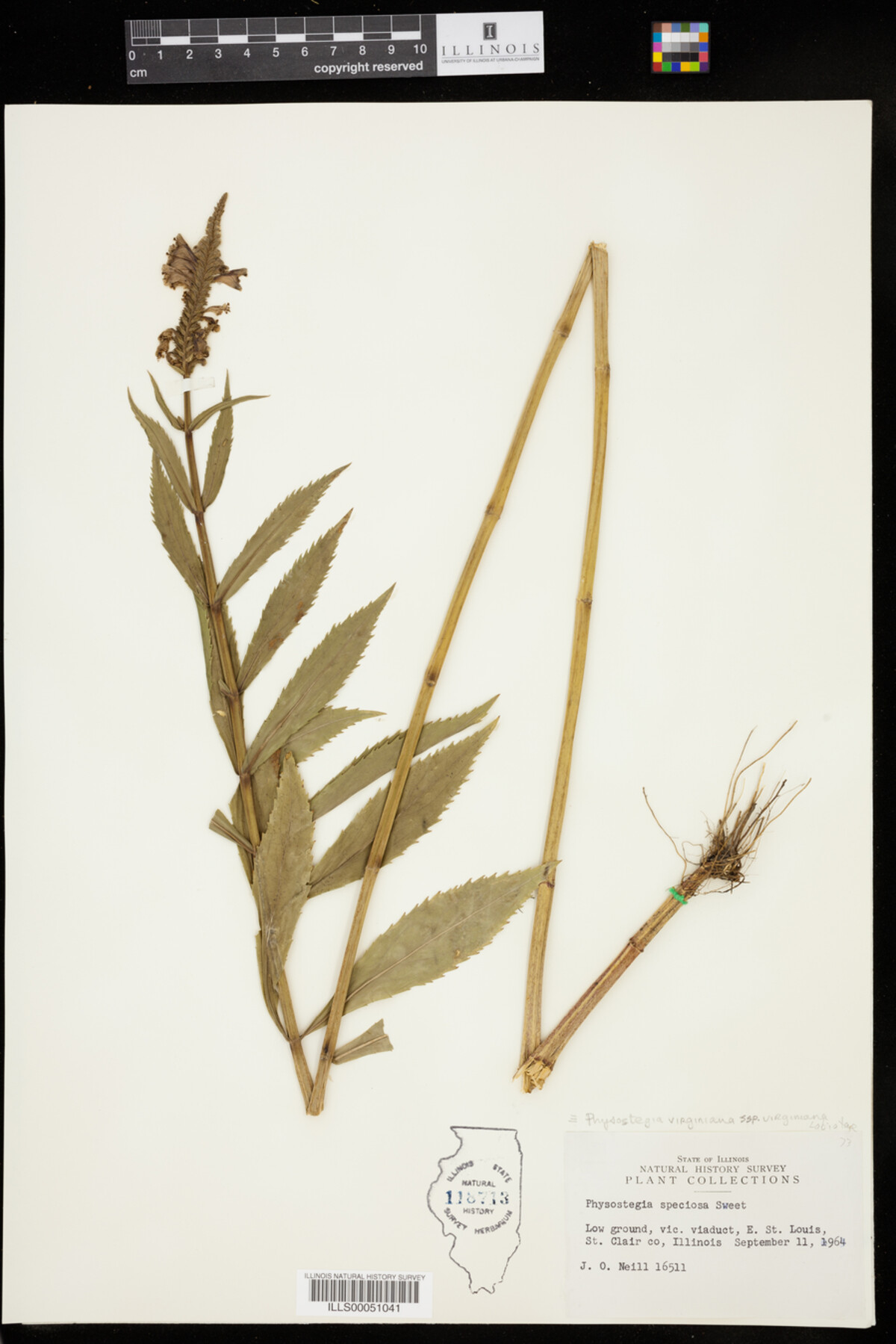 Physostegia virginiana ssp. virginiana image