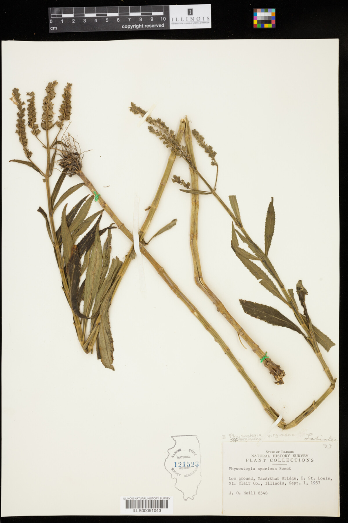 Physostegia virginiana ssp. virginiana image