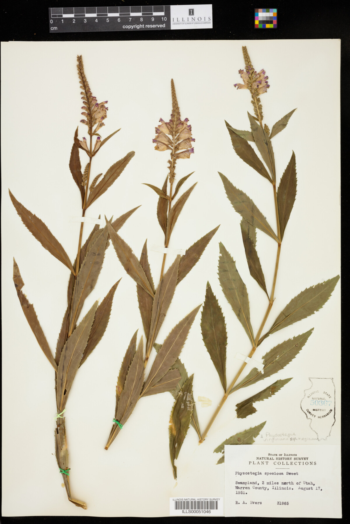 Physostegia virginiana ssp. virginiana image