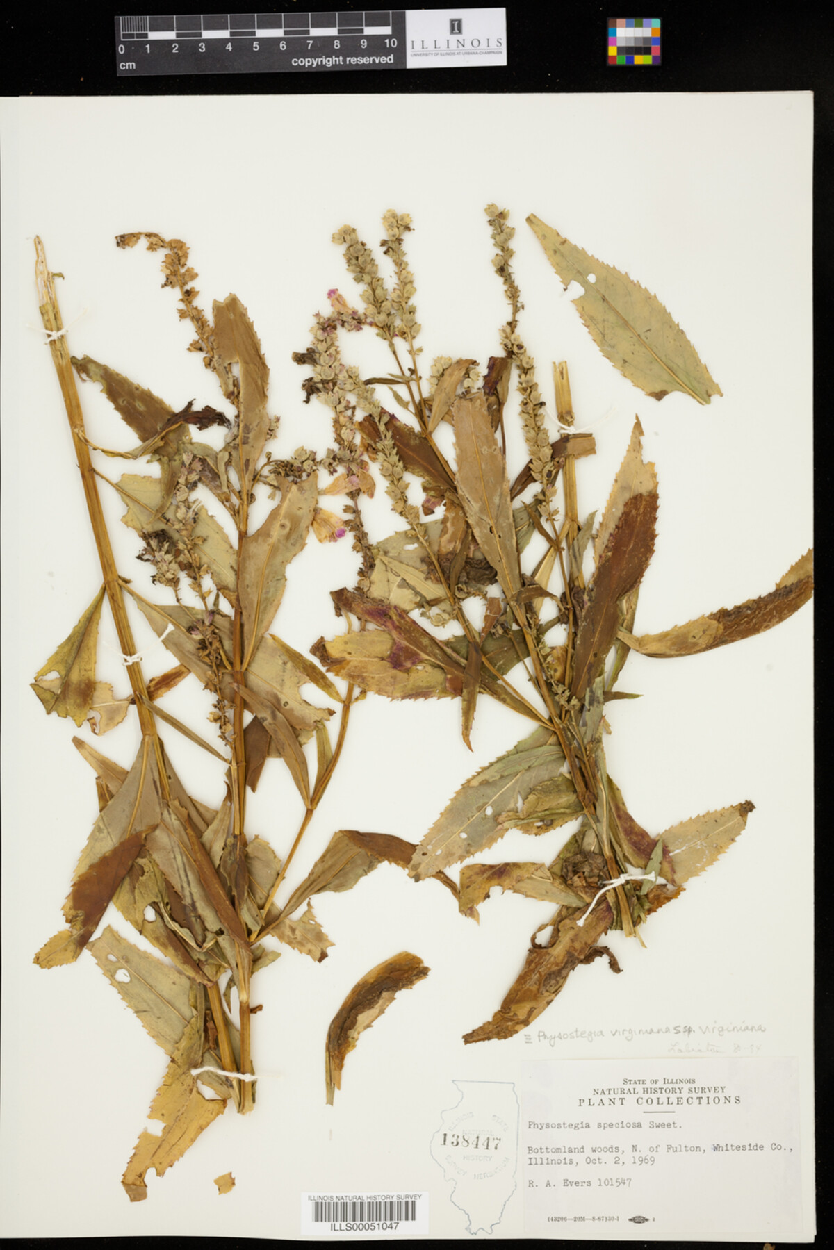 Physostegia virginiana ssp. virginiana image