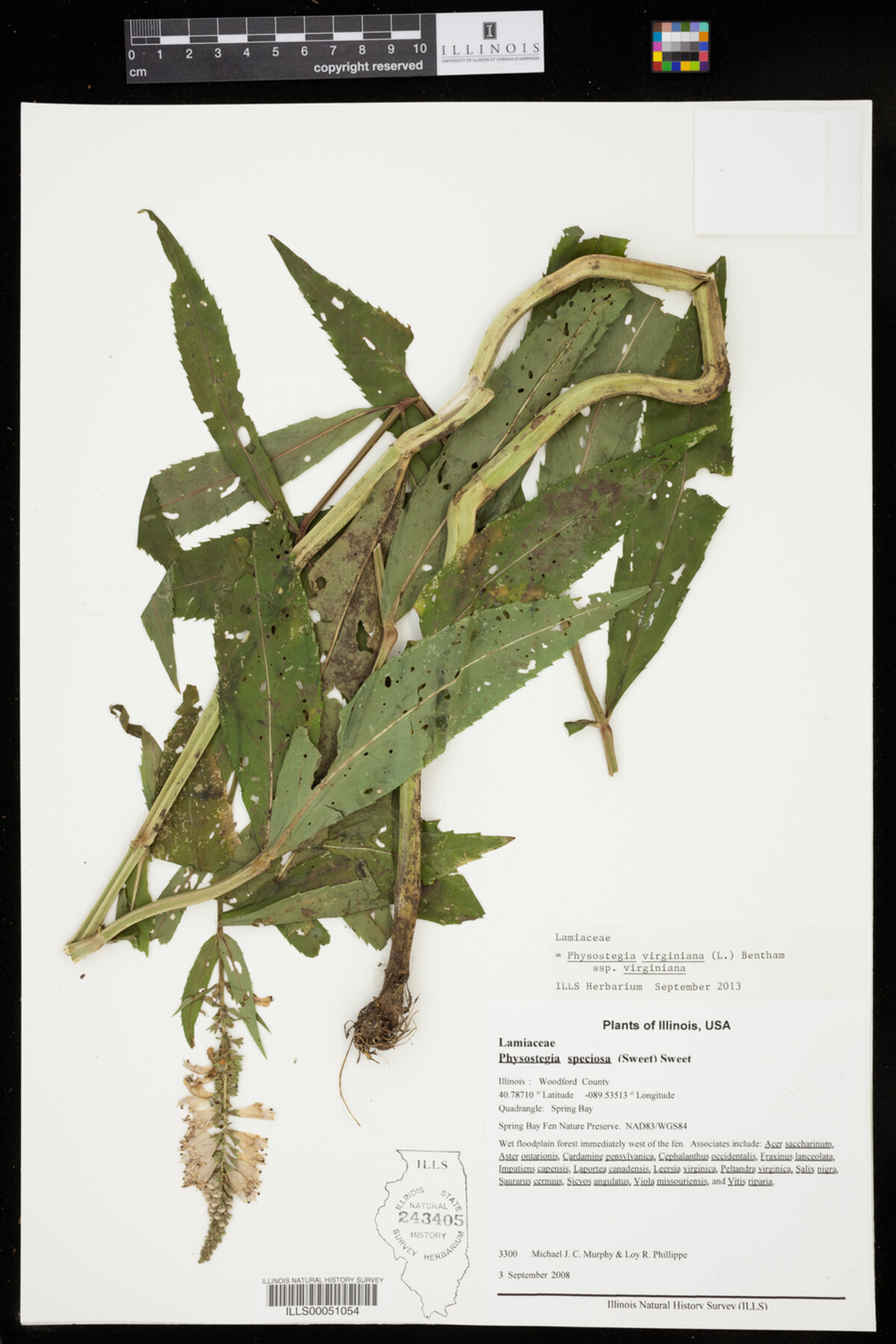 Physostegia virginiana ssp. virginiana image