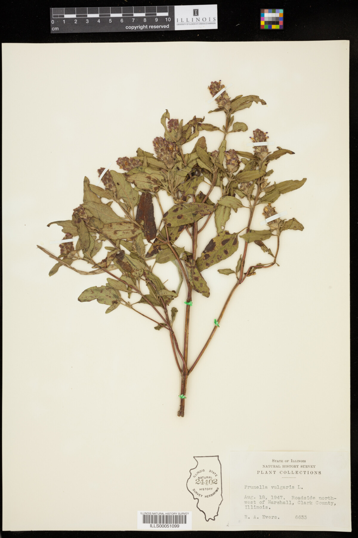 Prunella vulgaris image