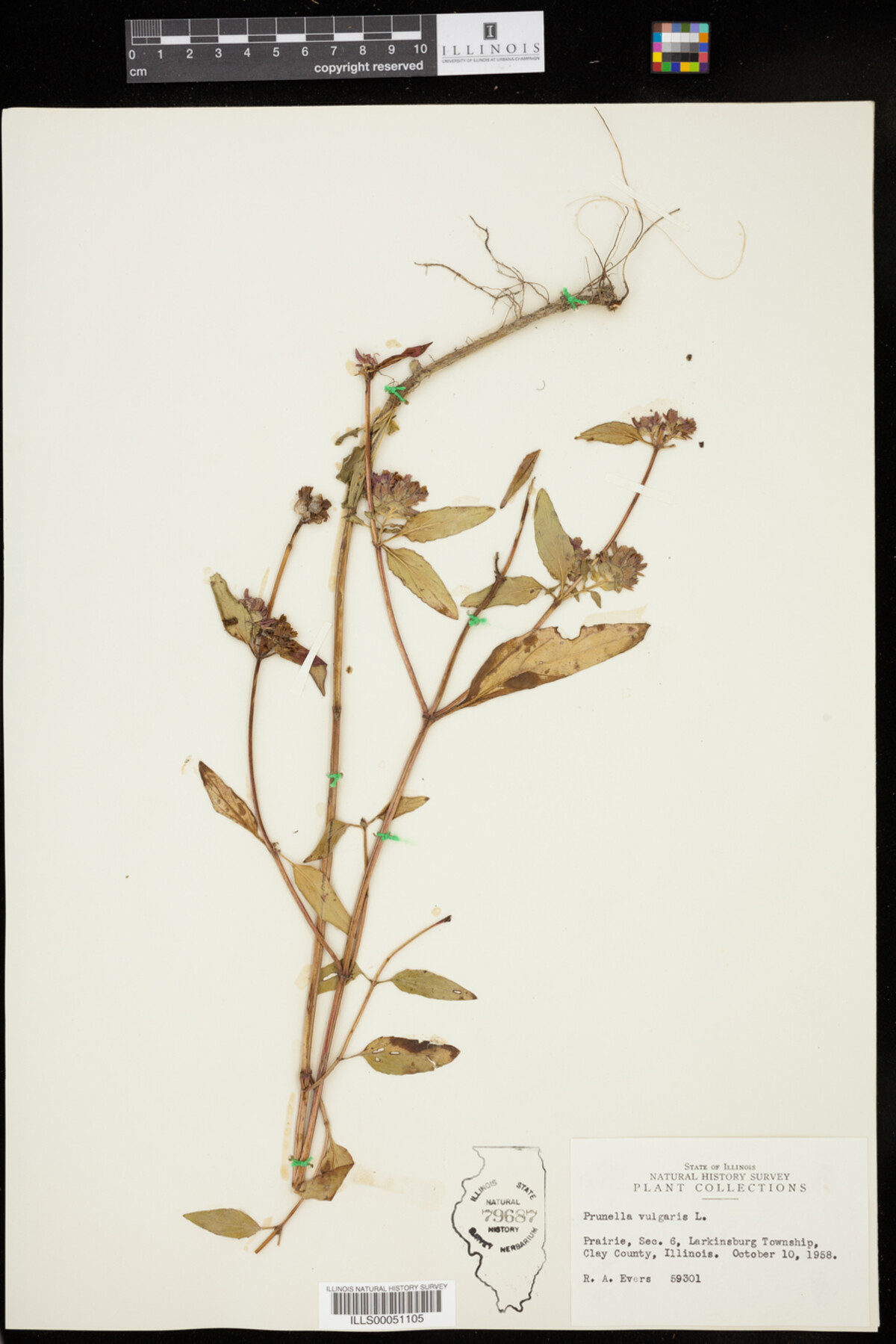 Prunella vulgaris image