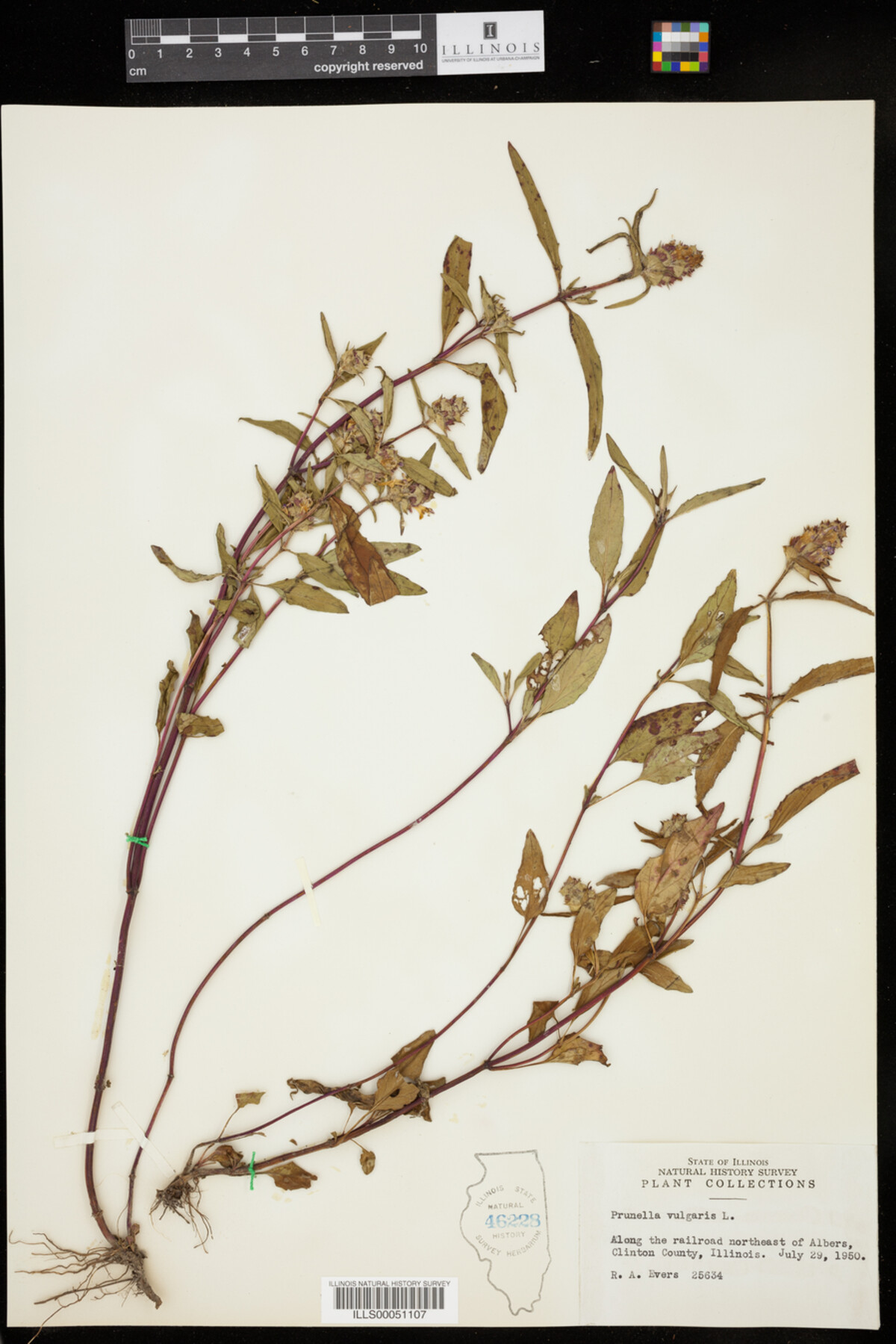 Prunella vulgaris image