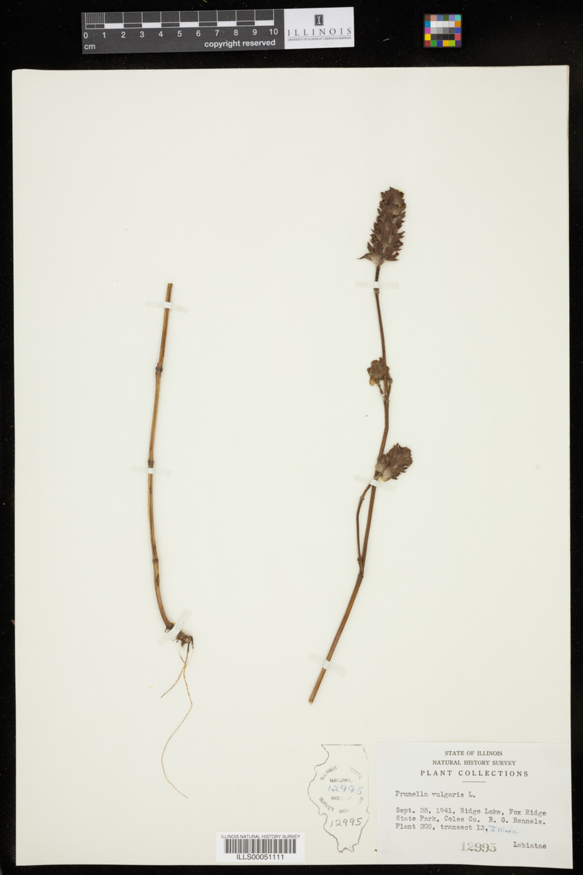 Prunella vulgaris image