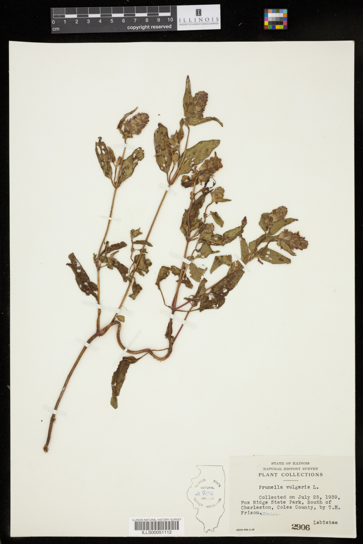 Prunella vulgaris image