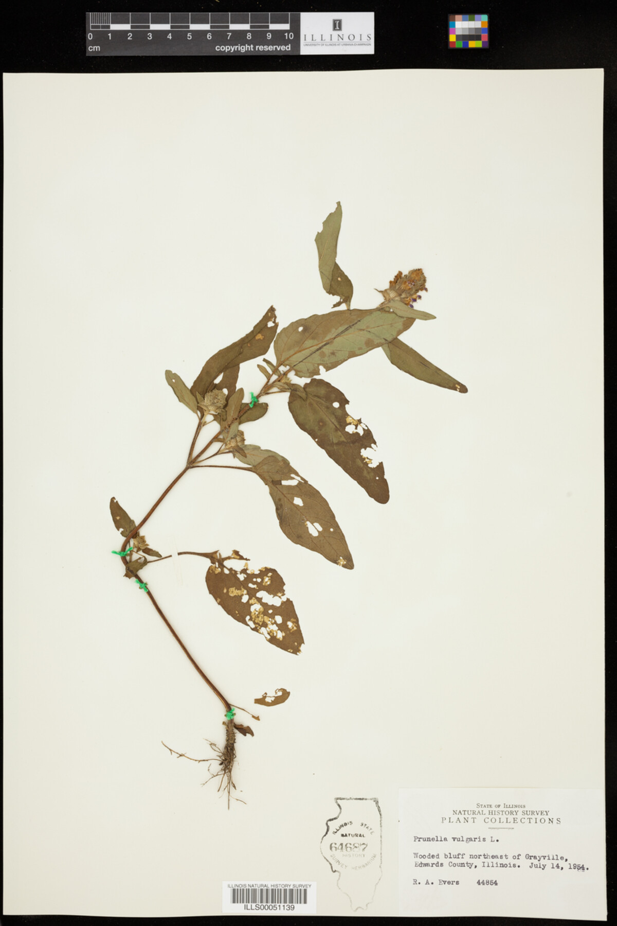 Prunella vulgaris image