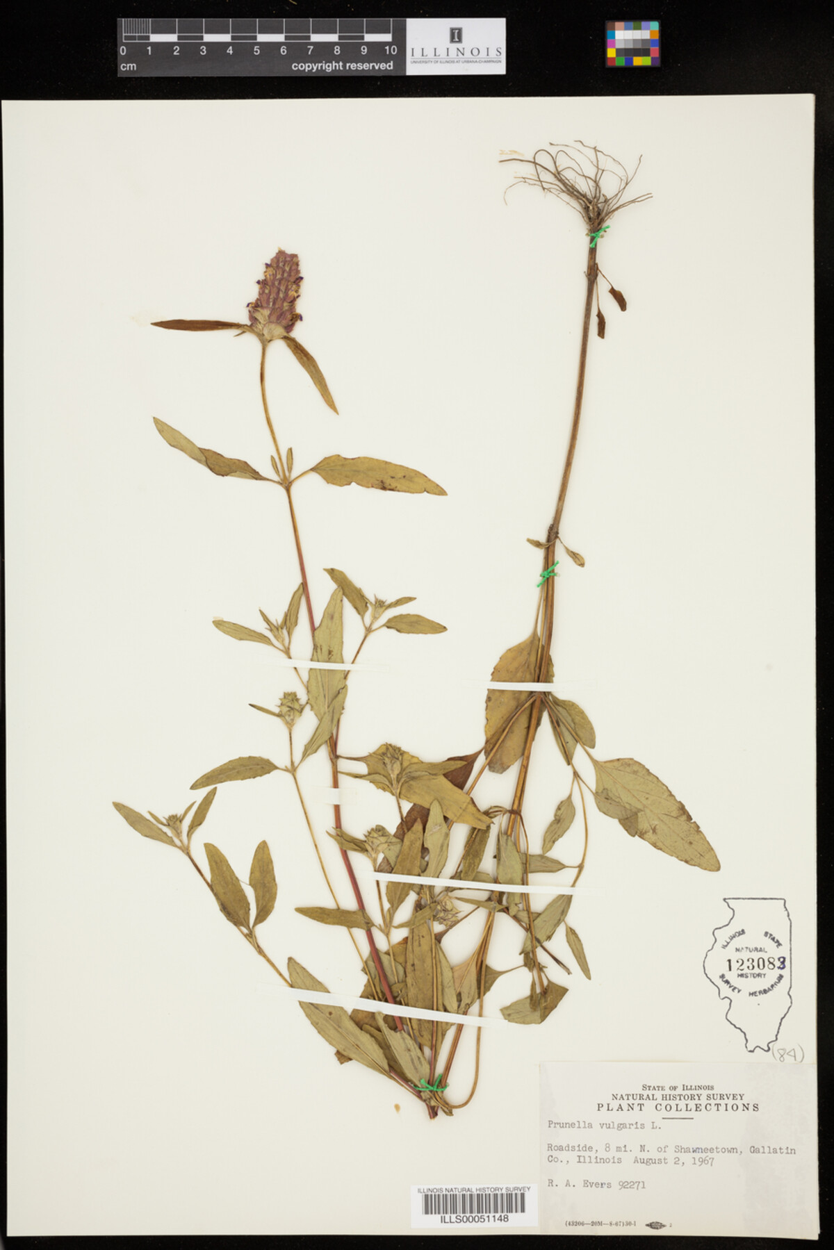 Prunella vulgaris image