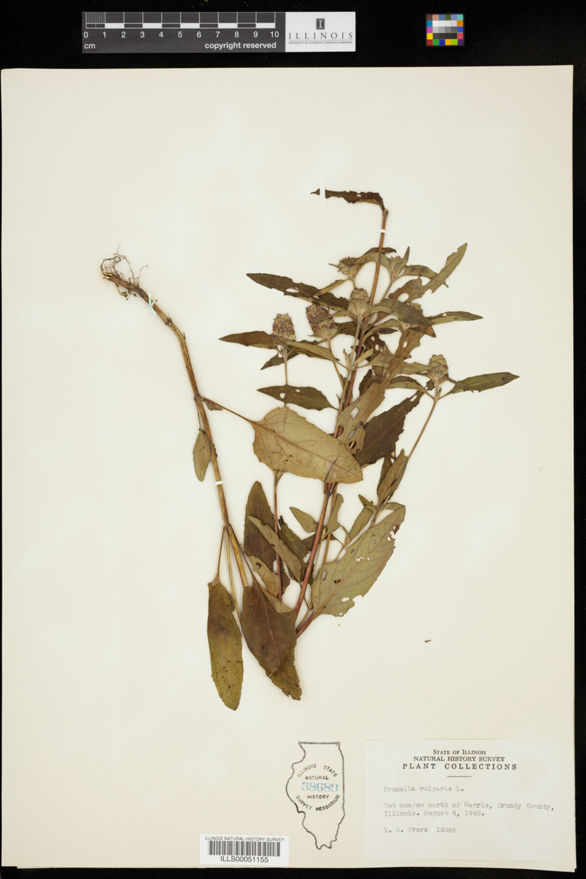 Prunella vulgaris image