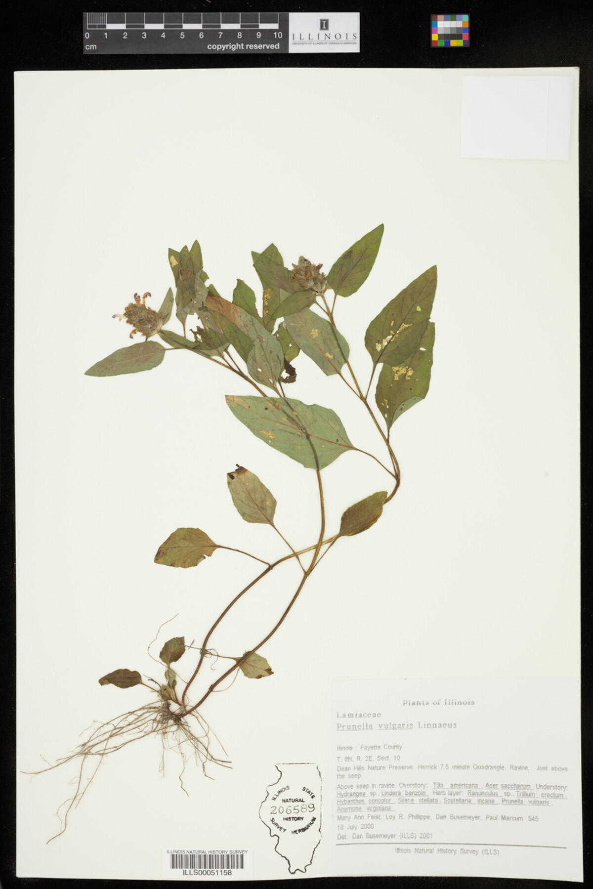 Prunella vulgaris image