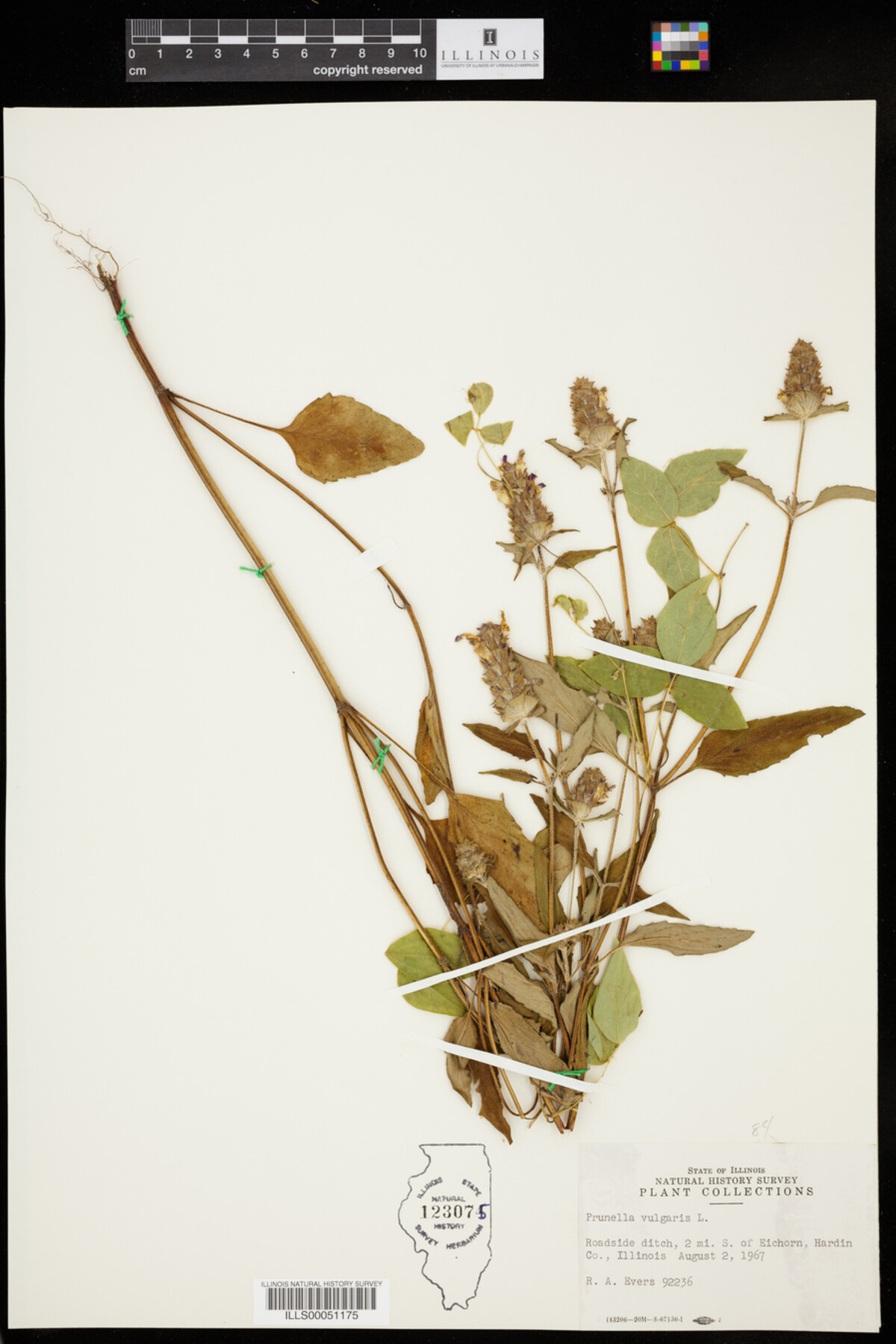 Prunella vulgaris image