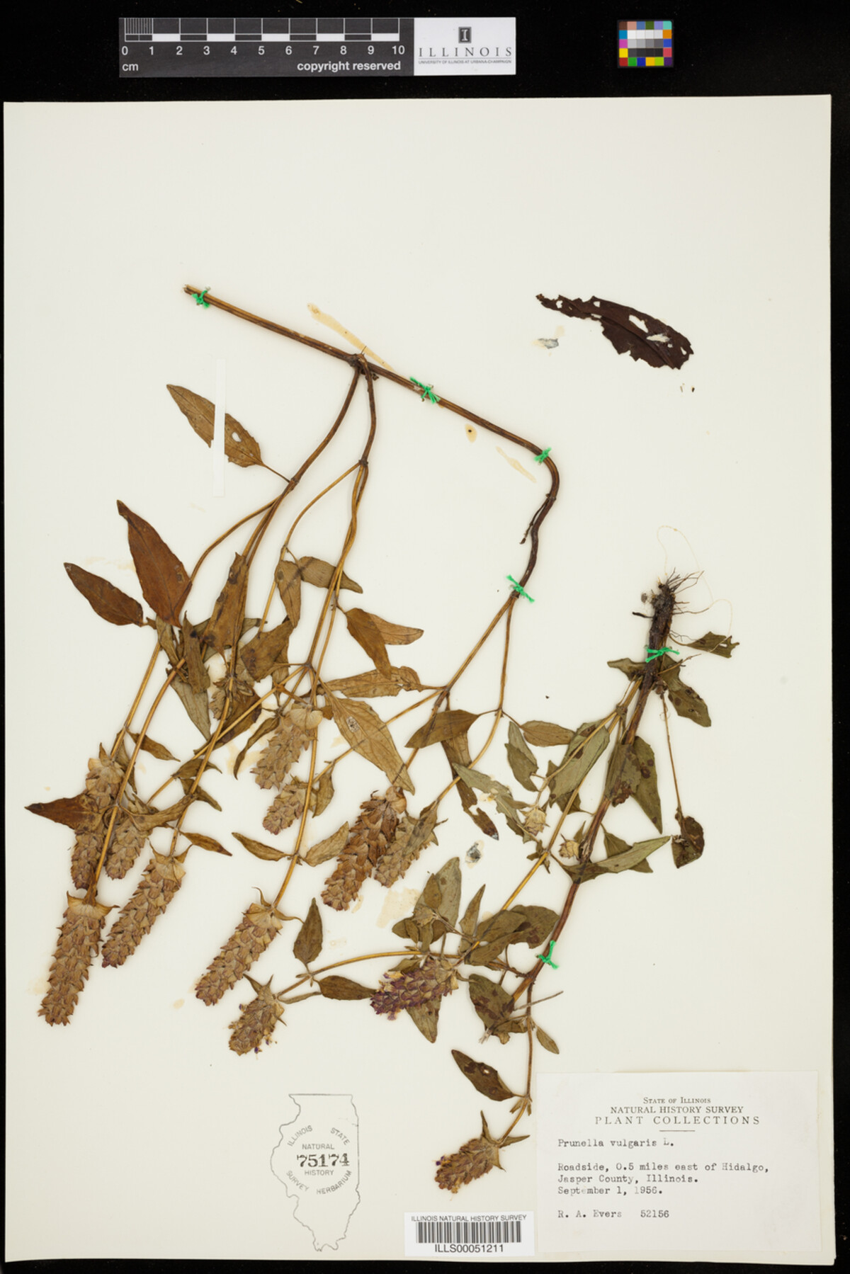 Prunellidae image