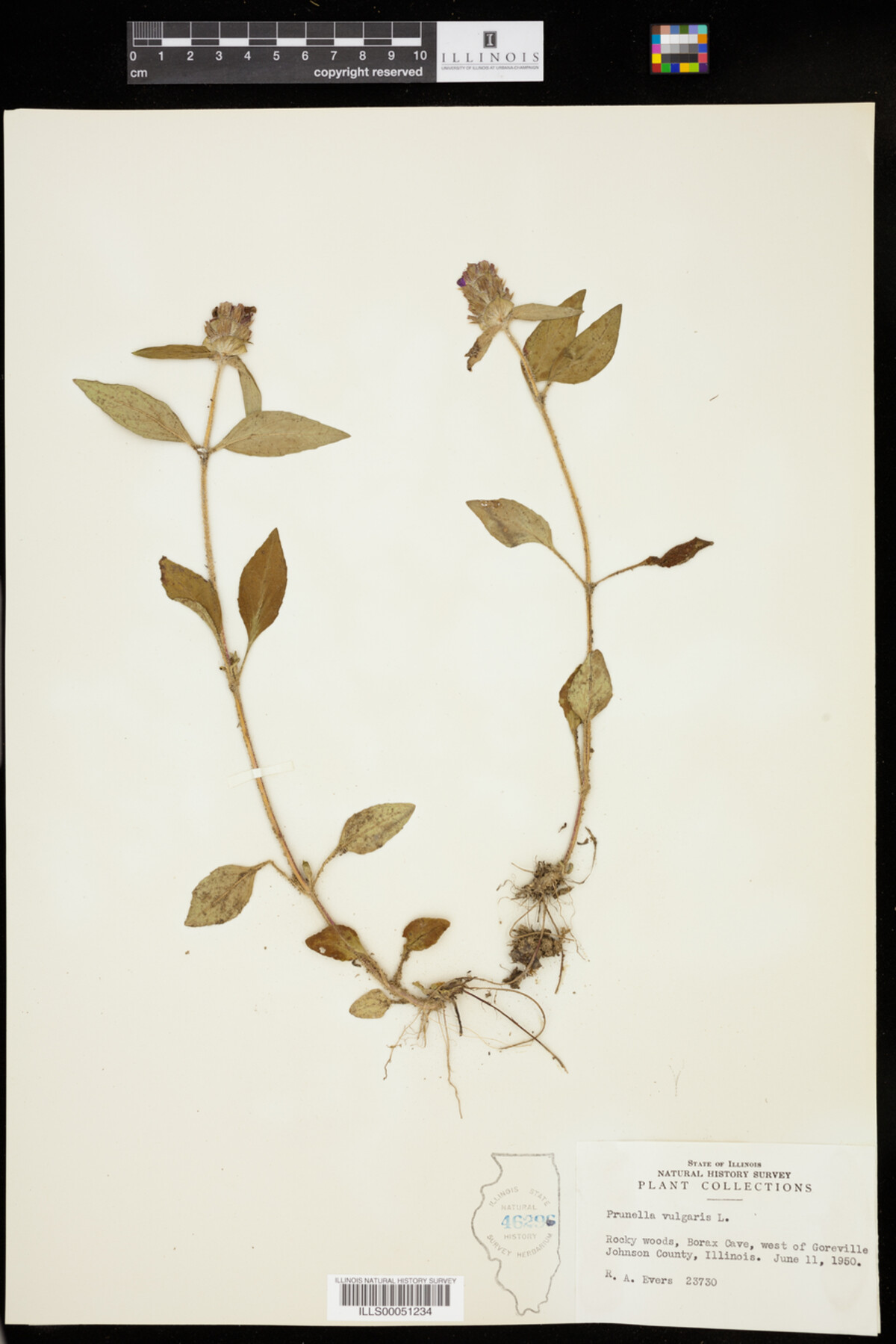 Prunella image