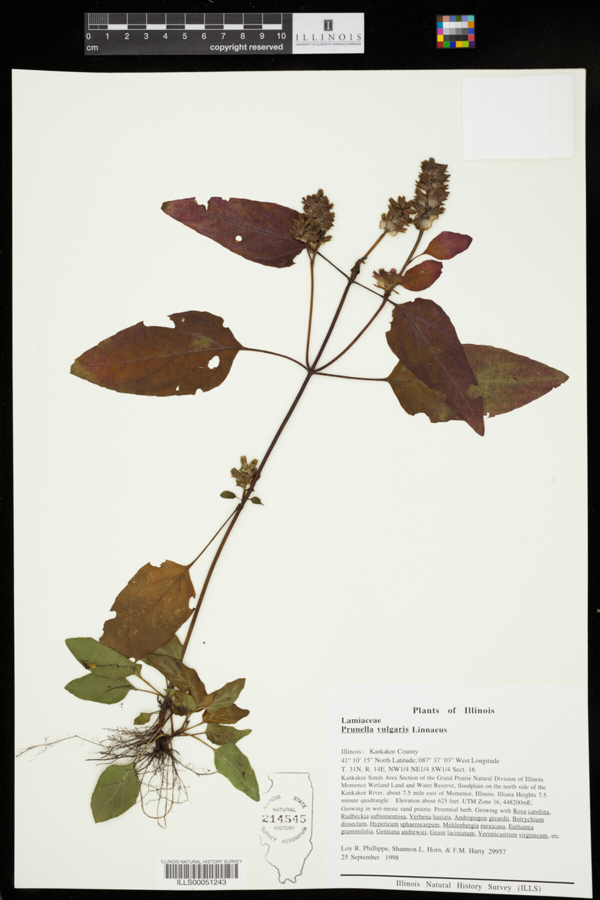 Prunella image